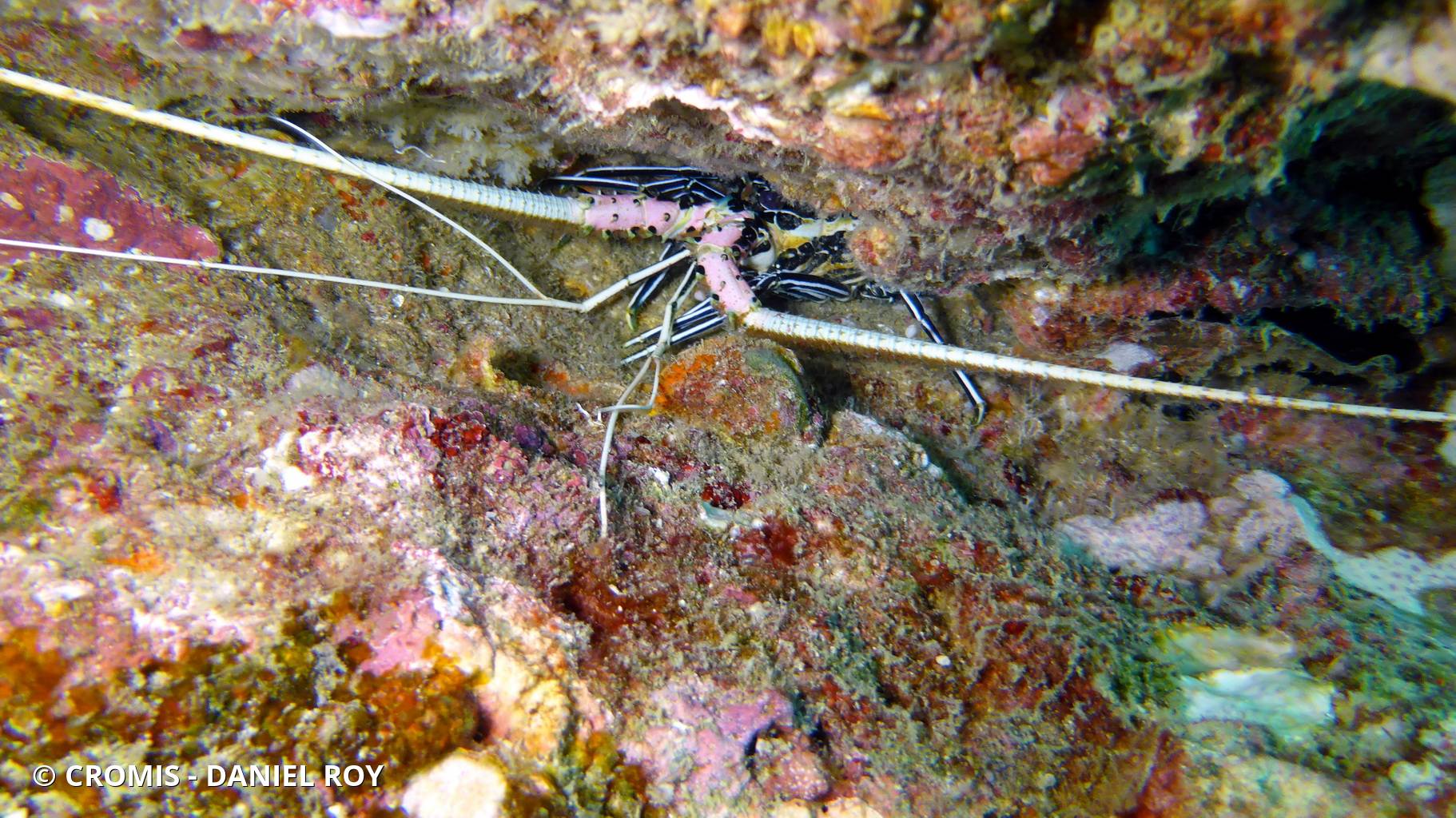 Langouste peinte