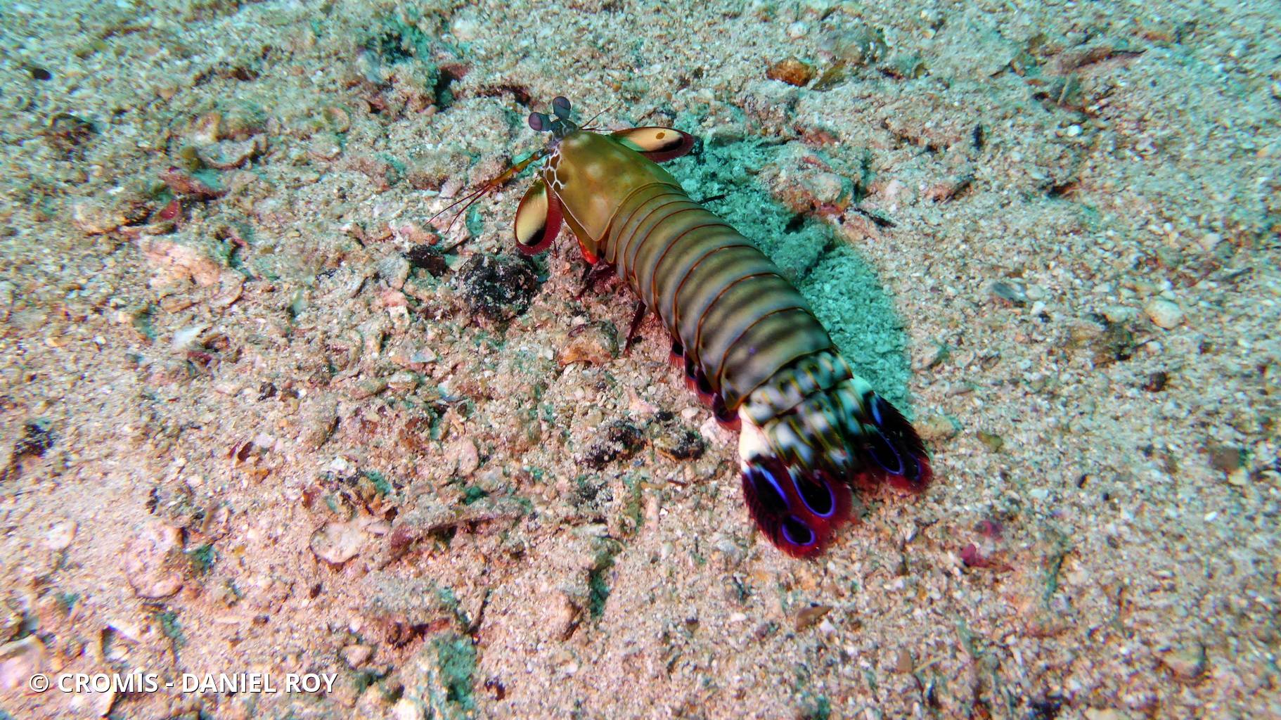 Mante de mer paon