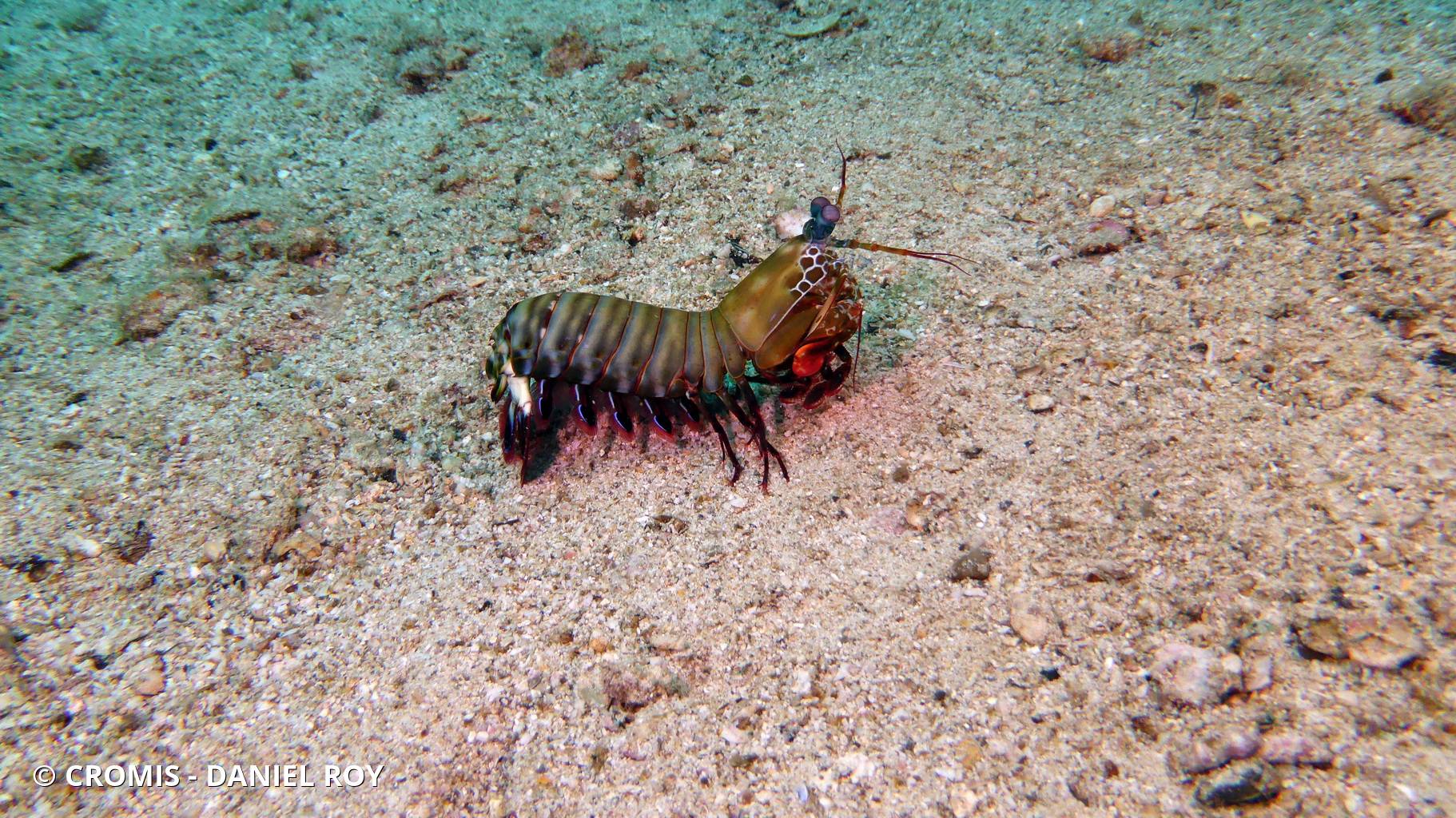 Mante de mer paon