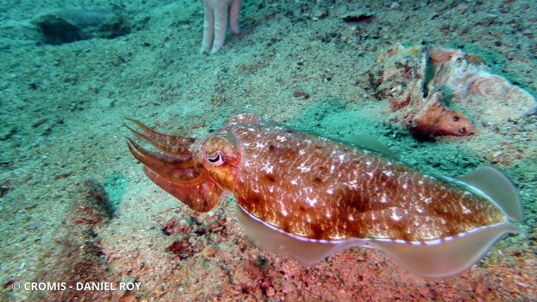 Seiche à larges (grandes) mains