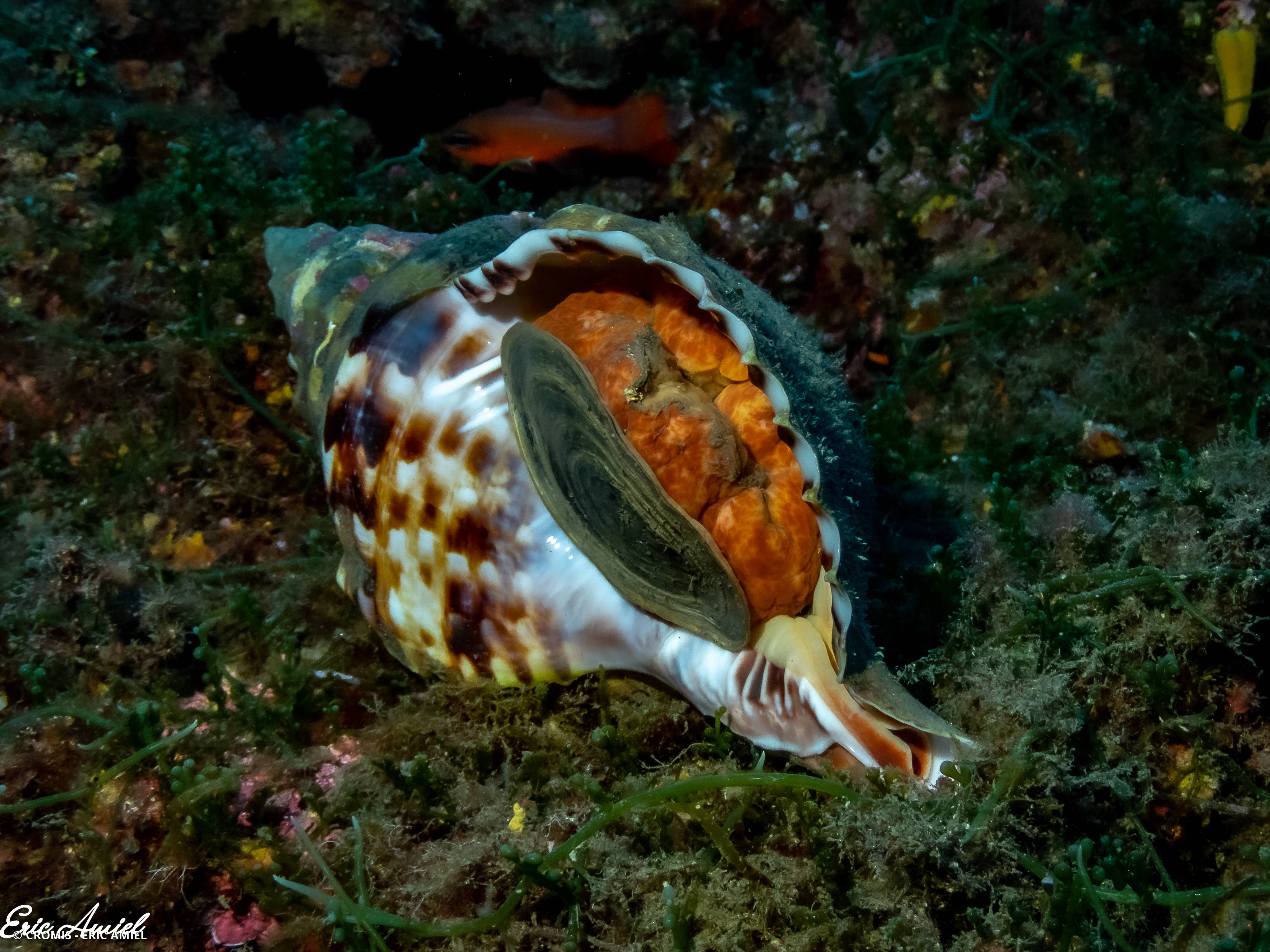 Triton