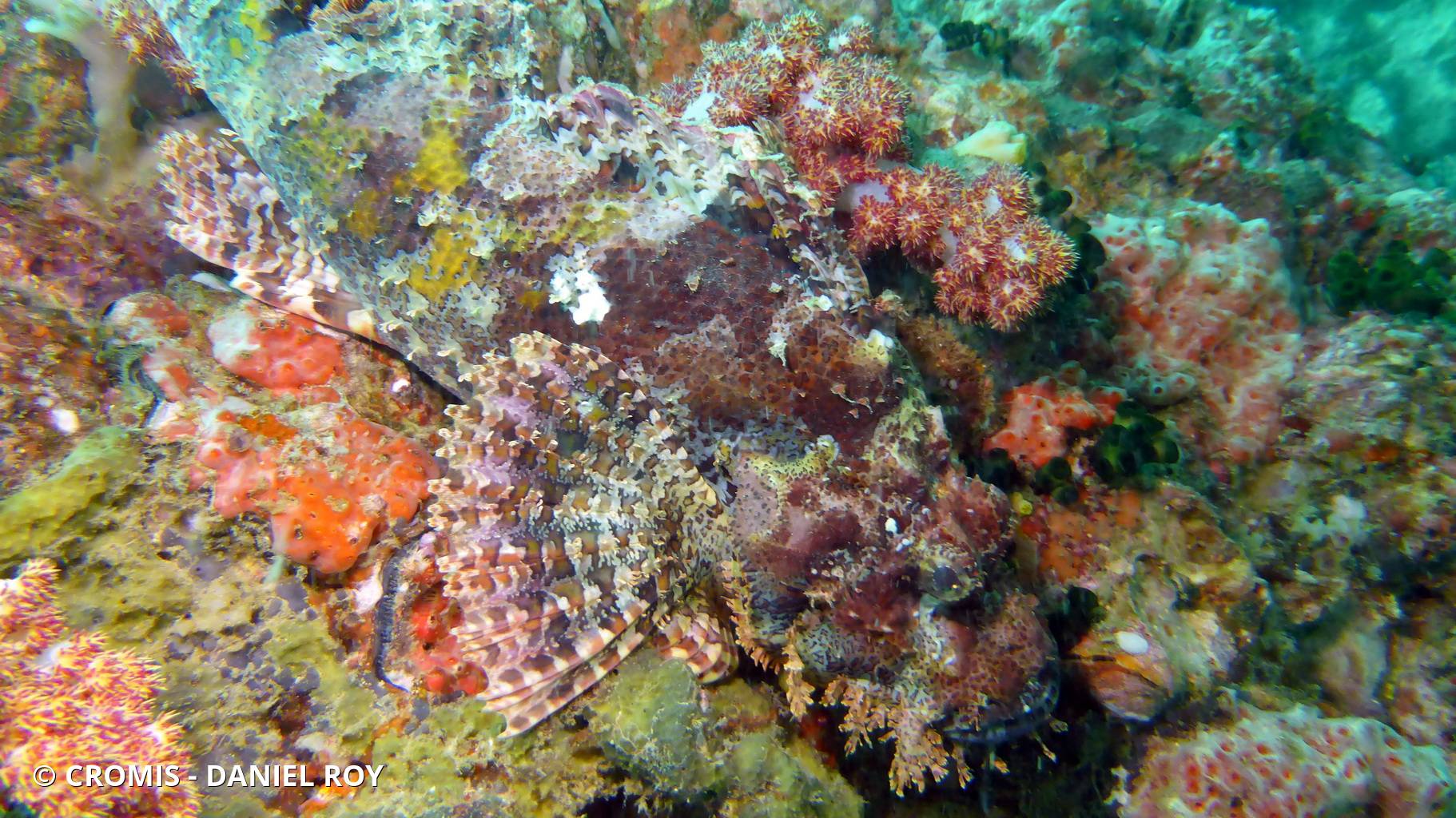 Poisson-scorpion à houppes