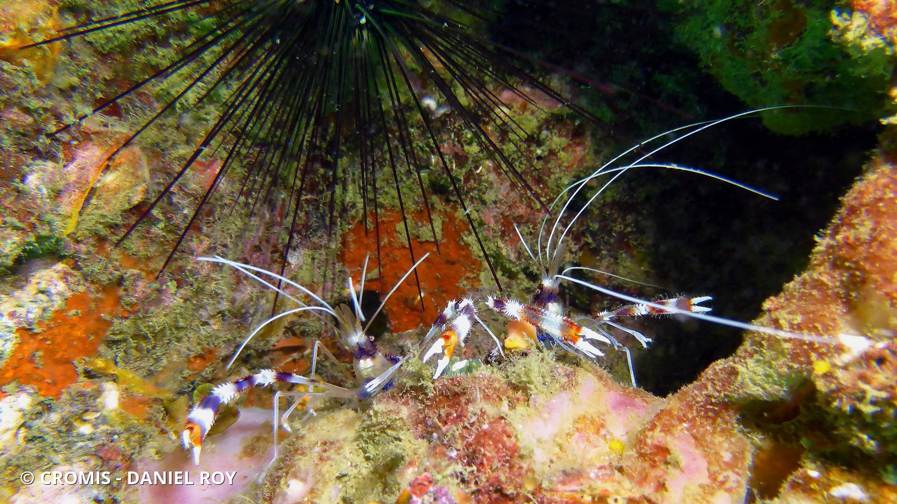 Grande crevette nettoyeuse
