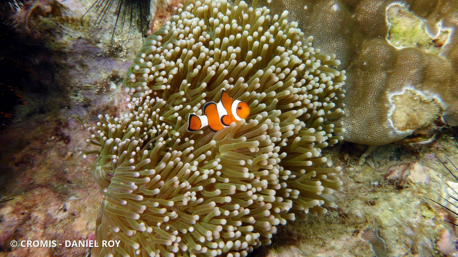 Poisson-clown ocellé