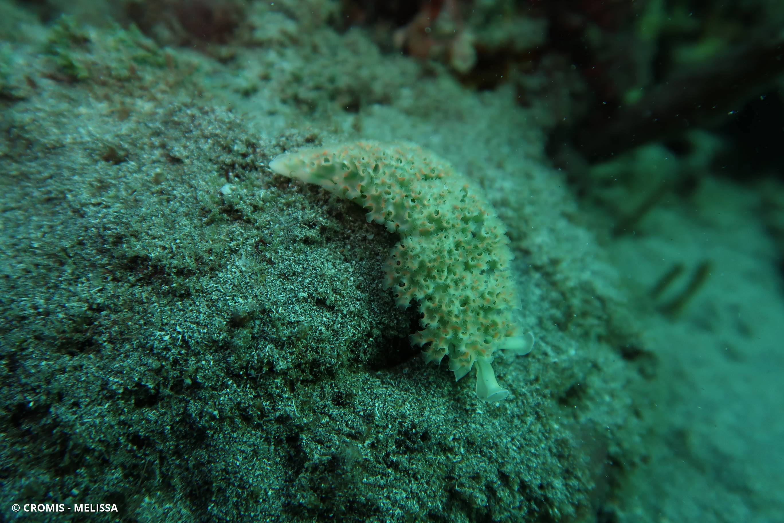 Limace de mer frisée