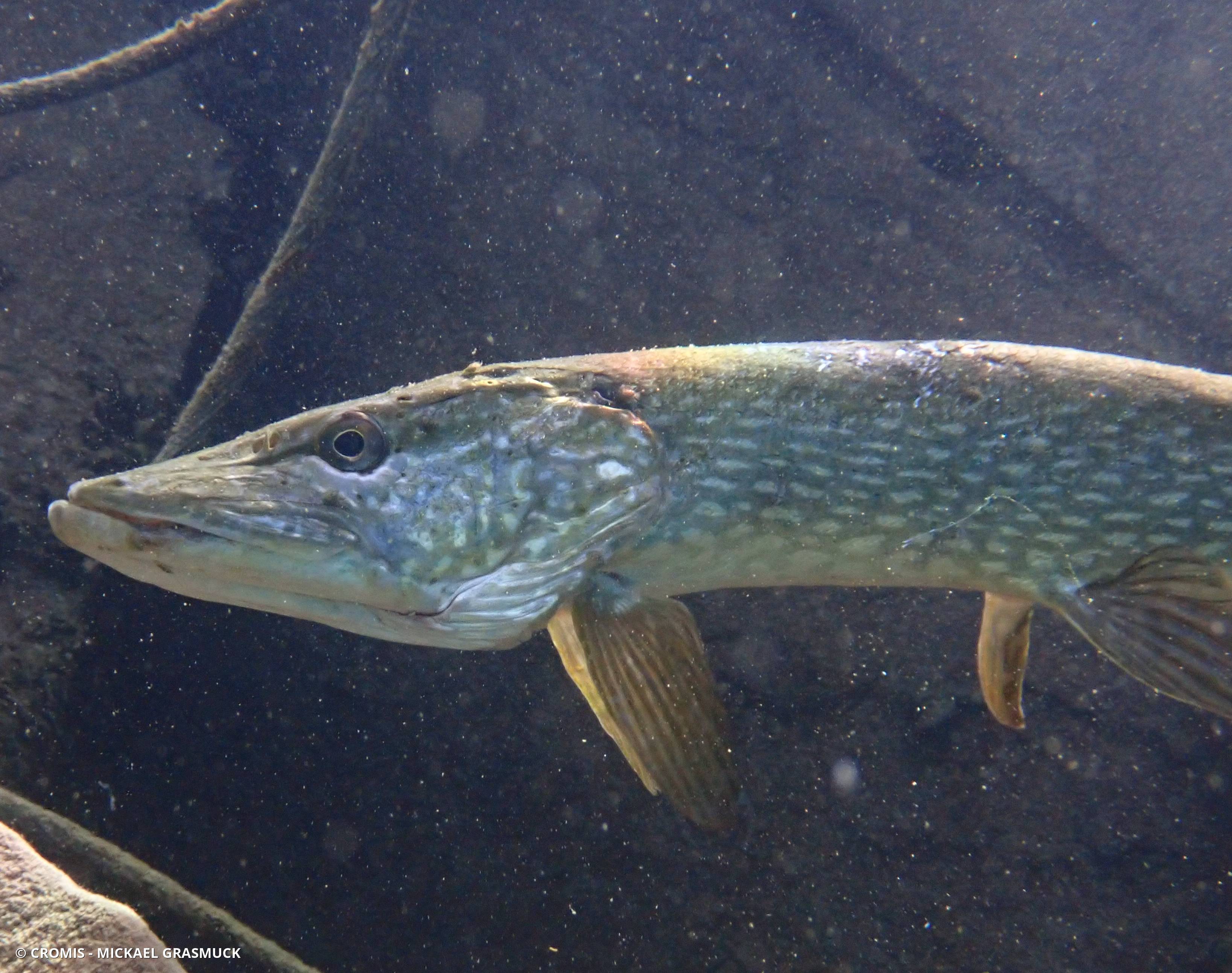Brochet