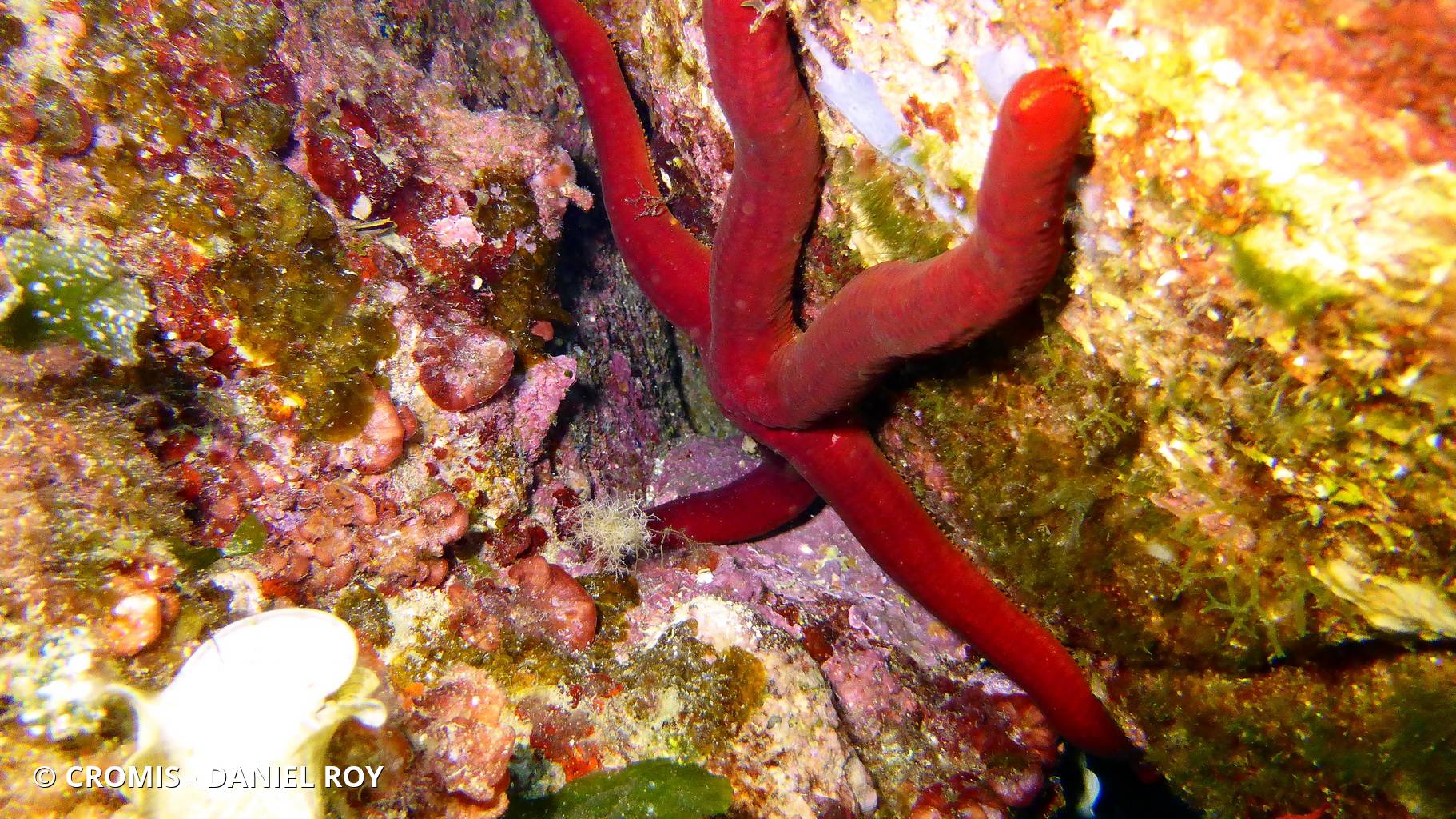 Etoile de mer violette