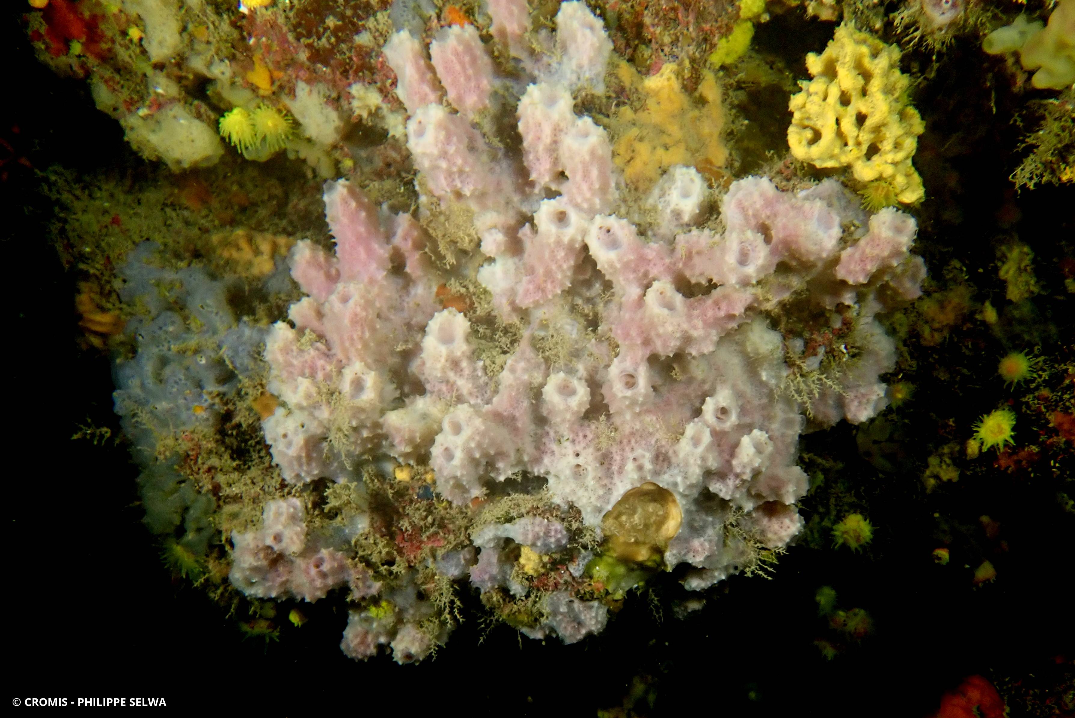Eponge cheminée rose