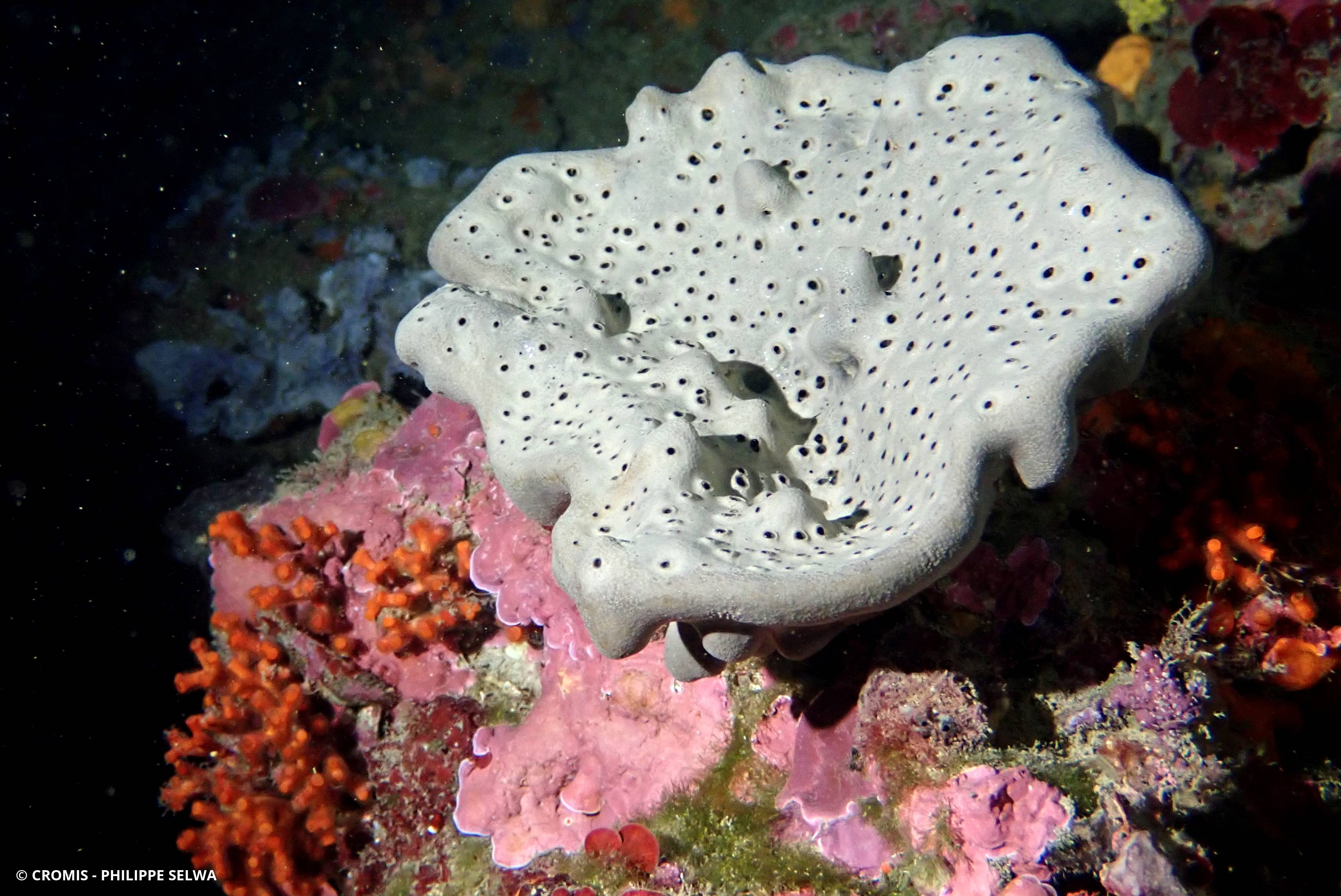 Eponge oreille d'éléphant de Méditerranée