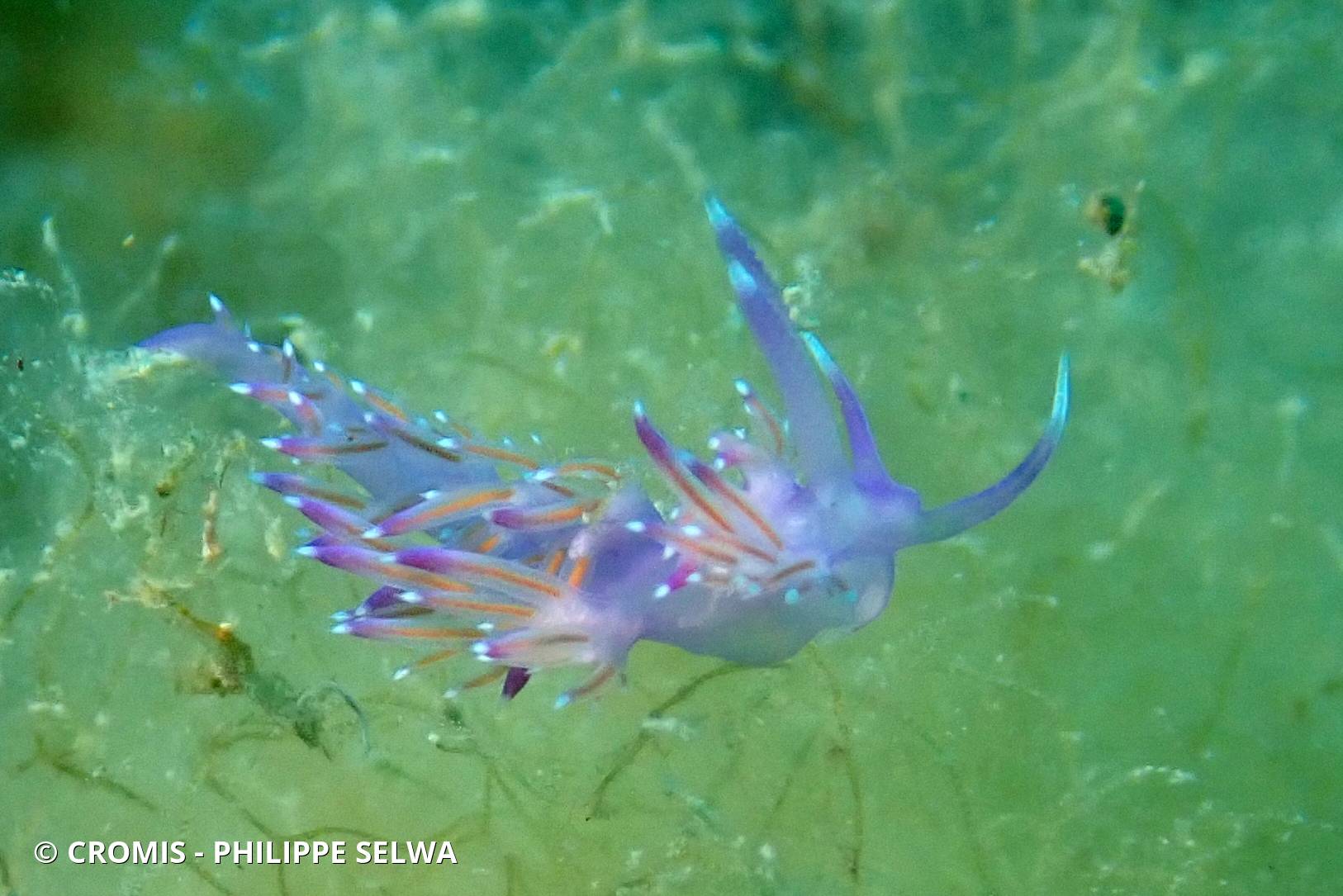Flabelline mauve