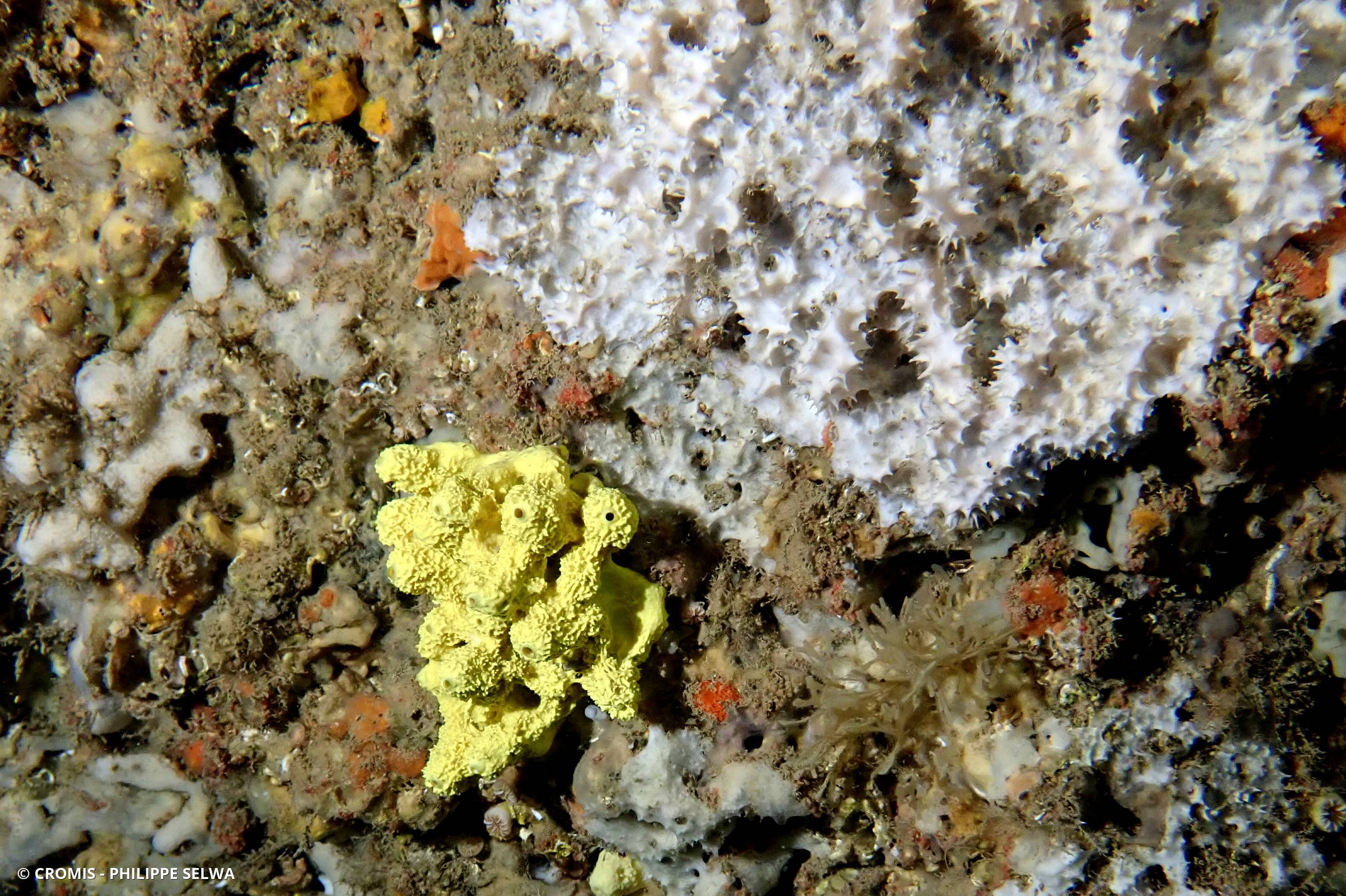 Eponge épineuse blanche