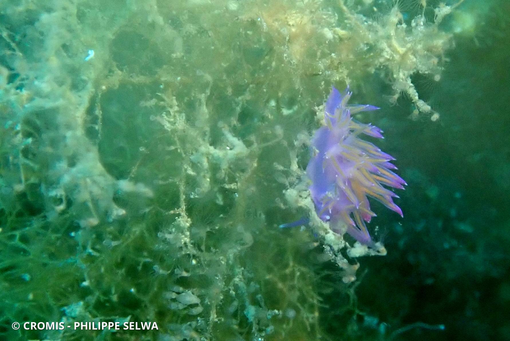 Flabelline mauve