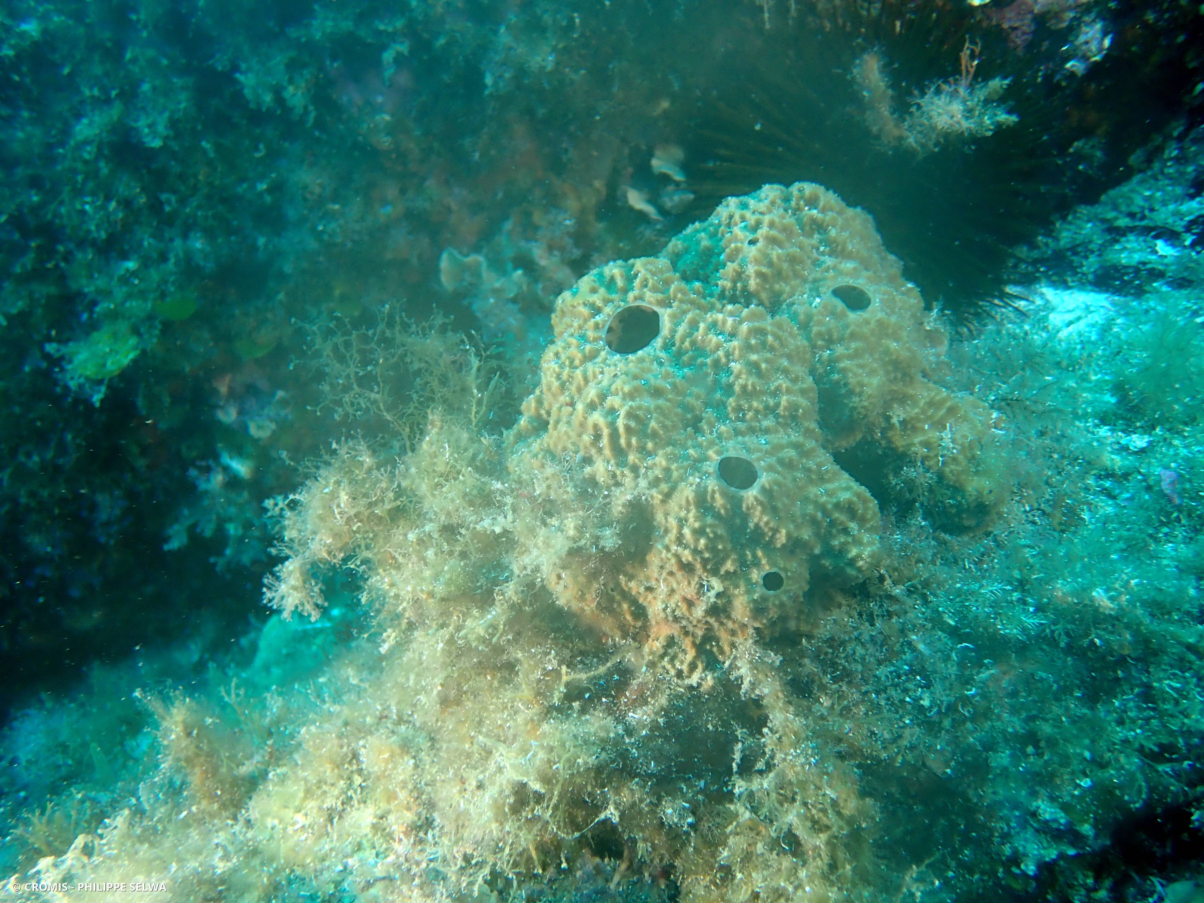 Ircinie variable