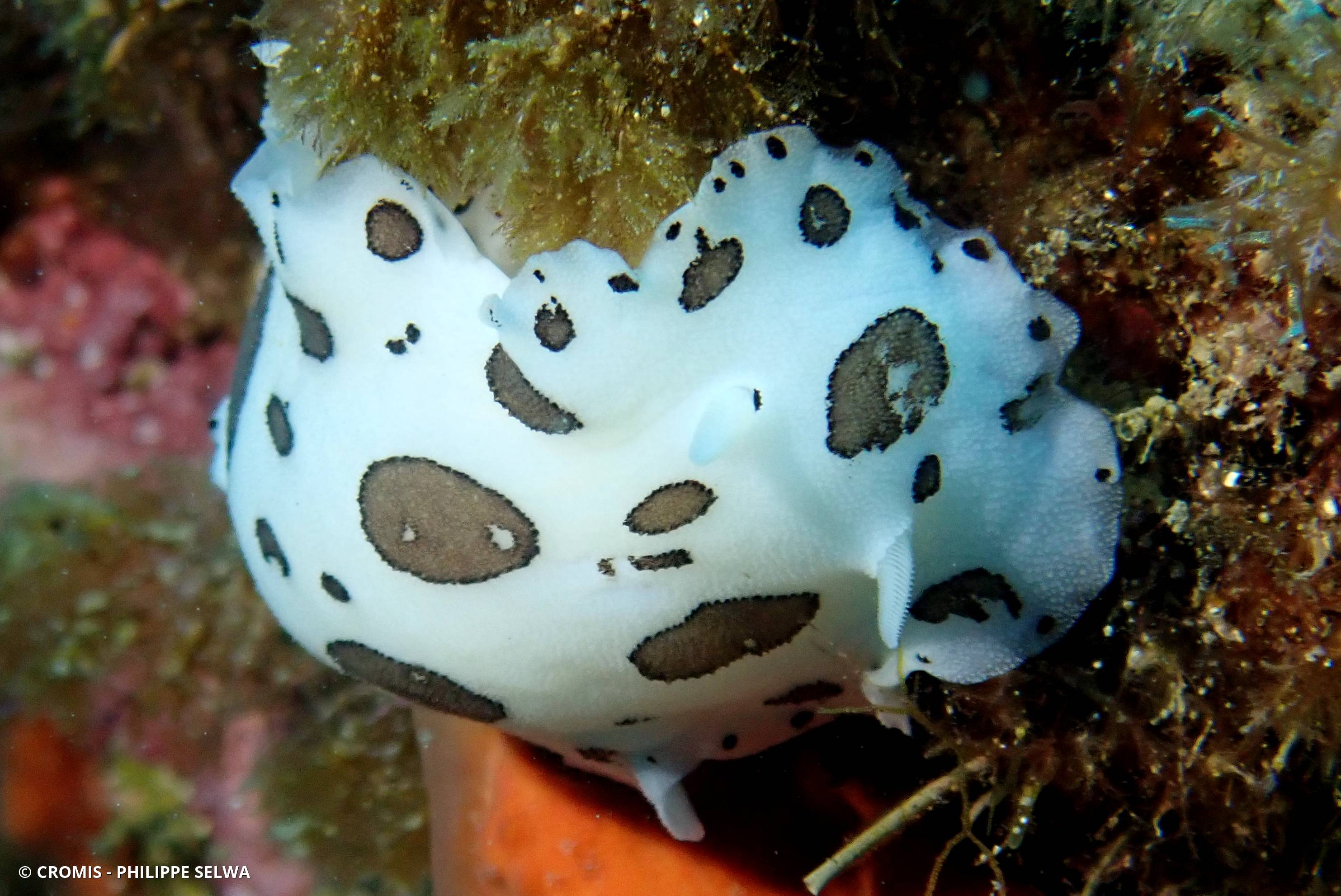 Doris dalmatienne