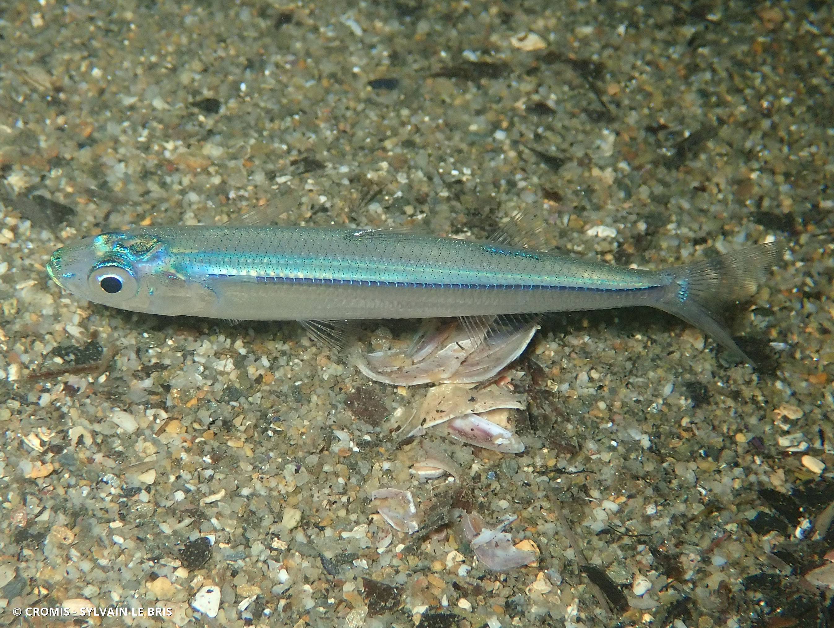 Sauclet