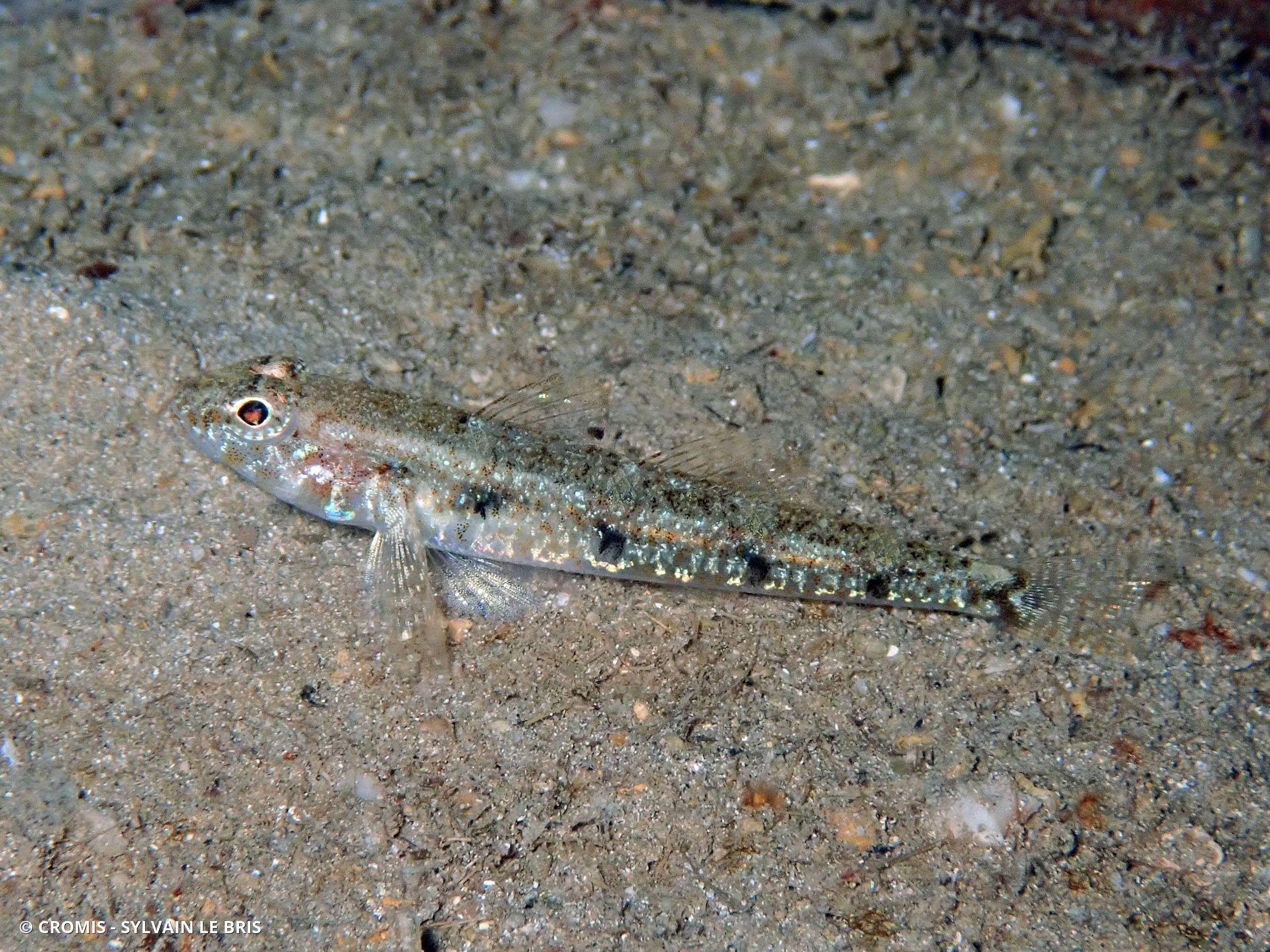 Gobie à quatre taches