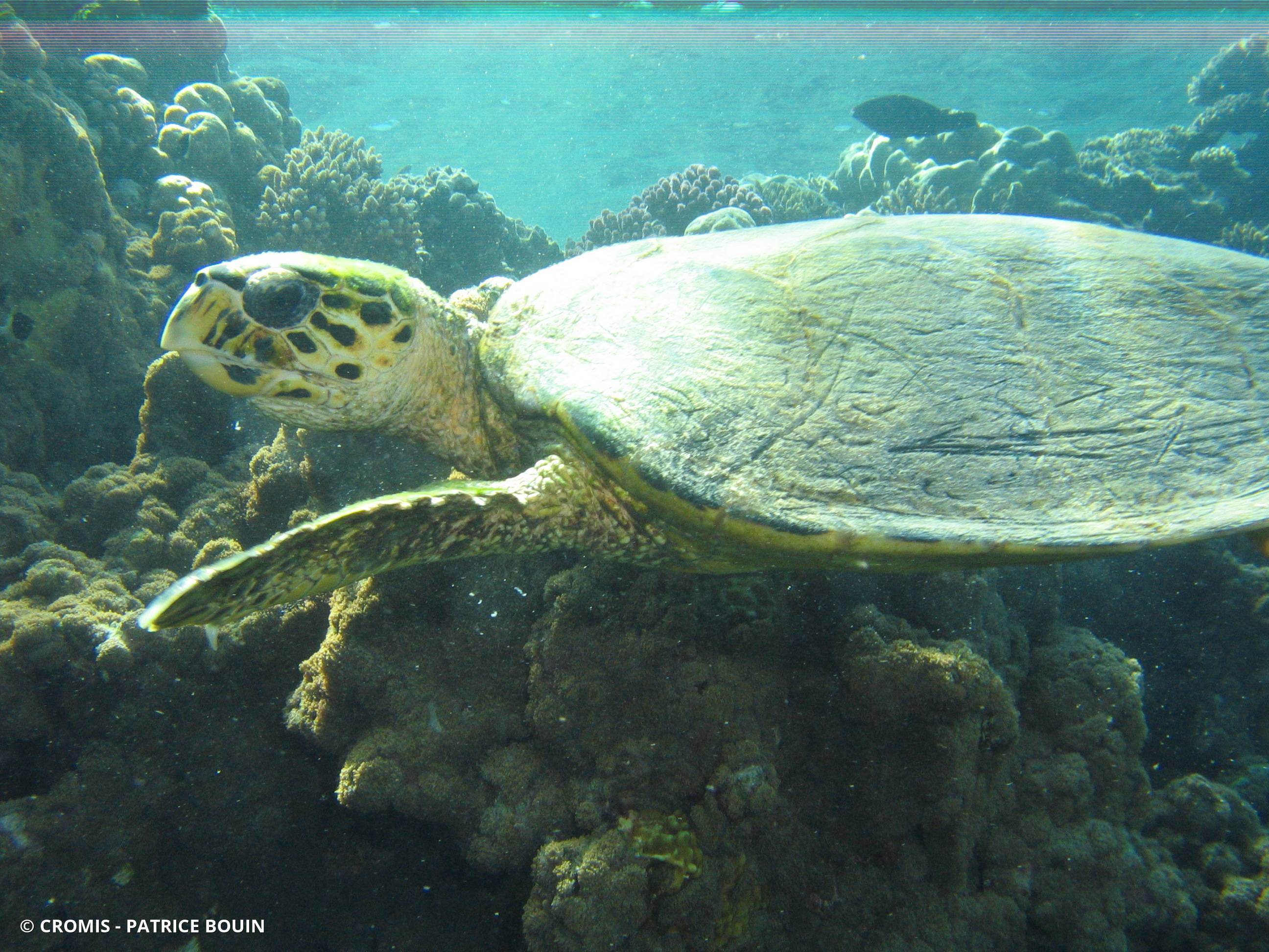 Tortue imbriquée