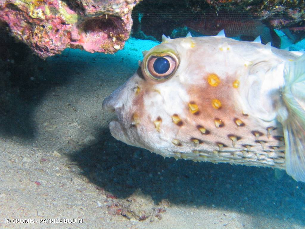 Poisson-grand porc-épic