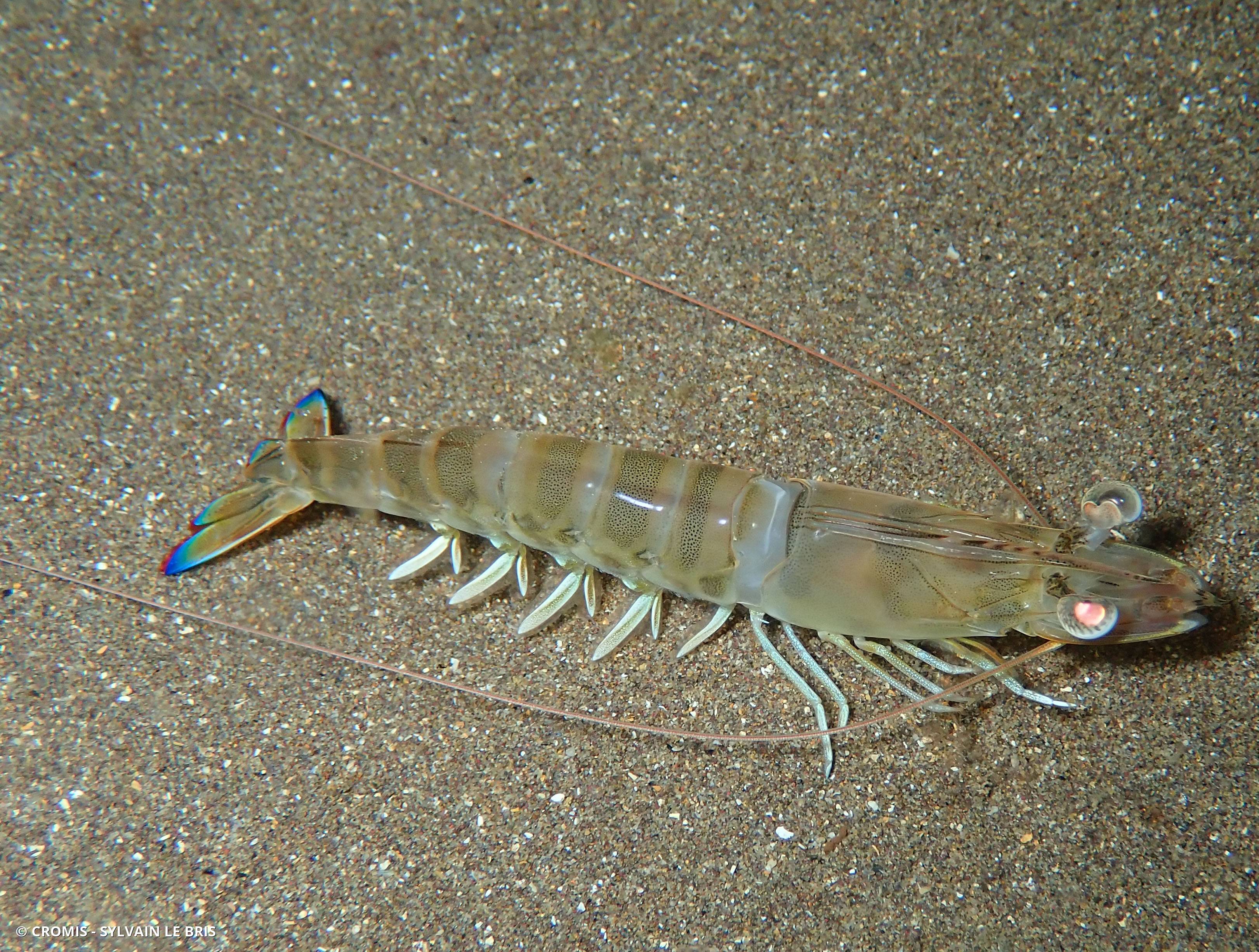 Caramote