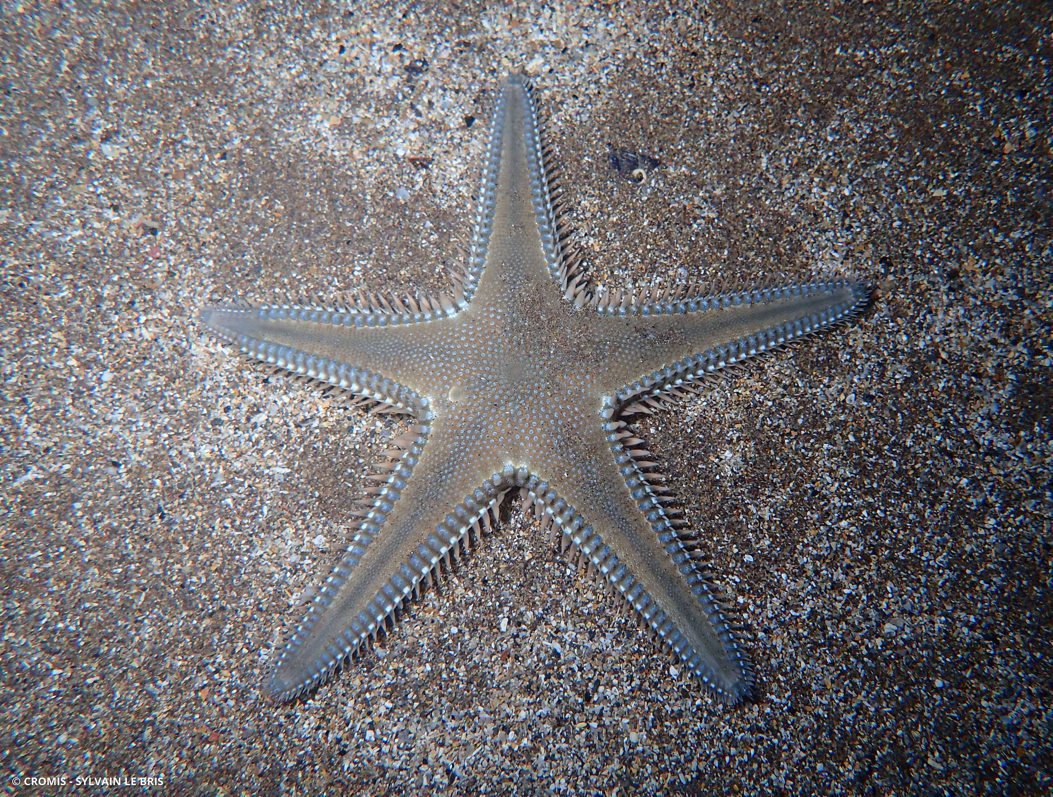 Etoile peigne à piquants plats