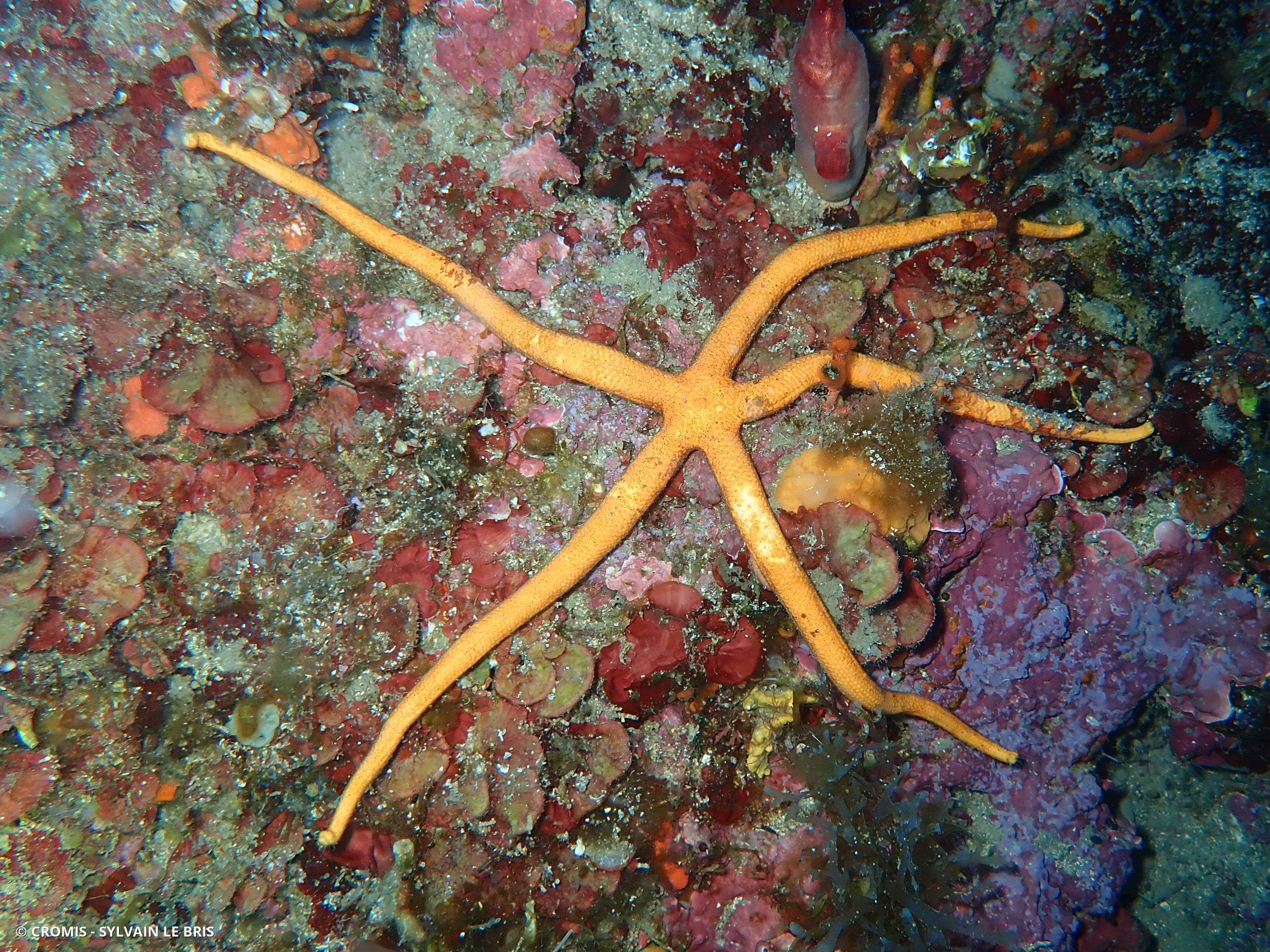 Etoile de mer aux longs bras