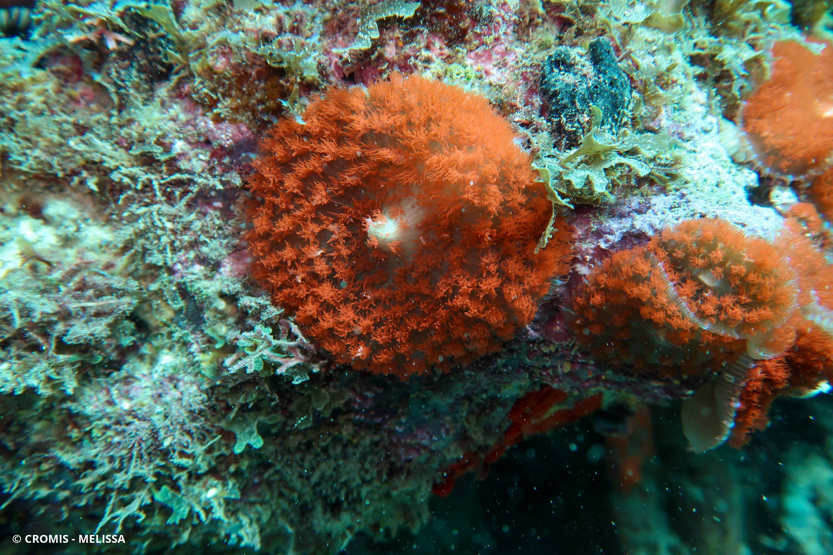 Corallimorphaire verruqueux