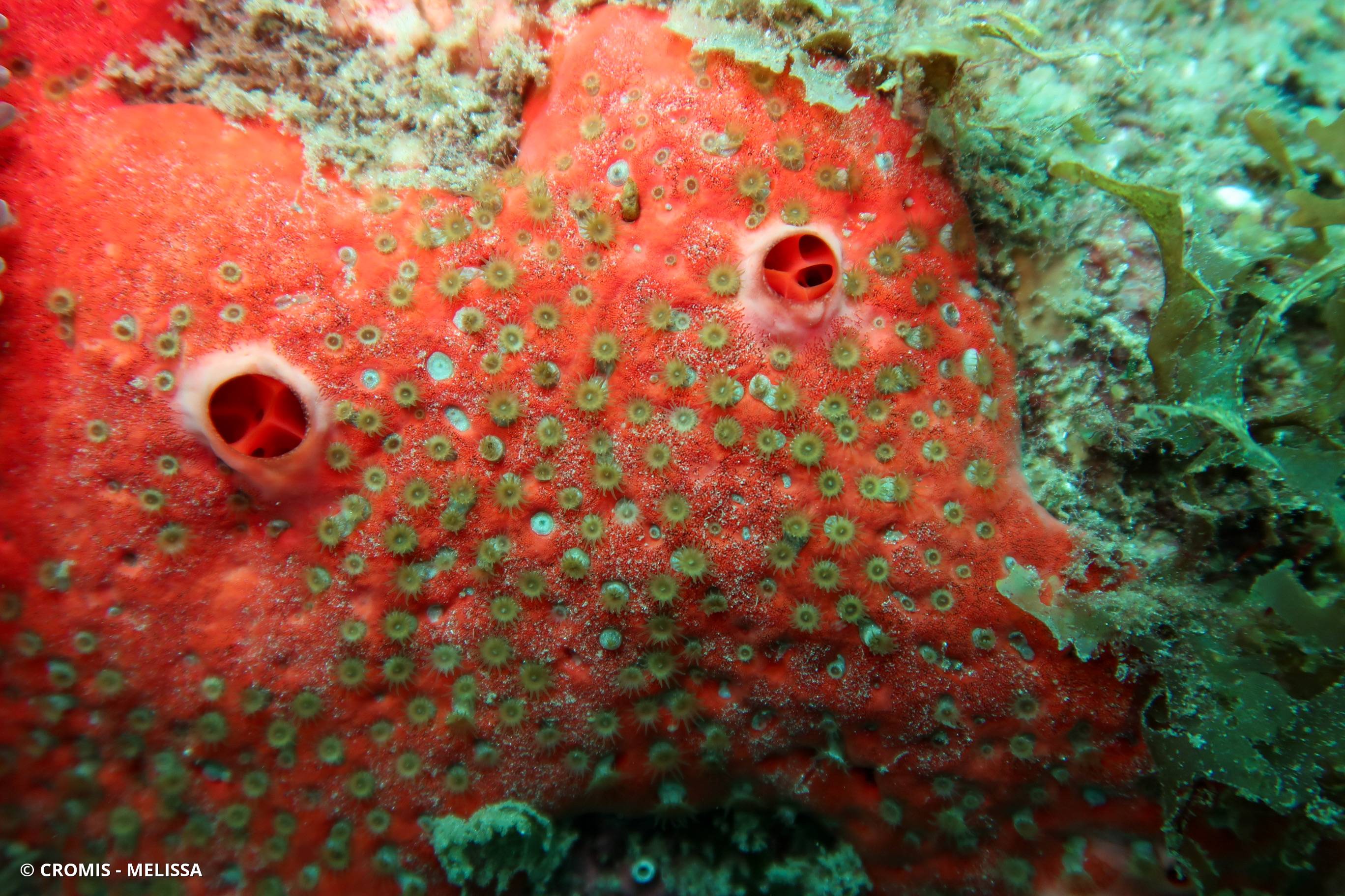 Zoanthaire éponge grisâtre