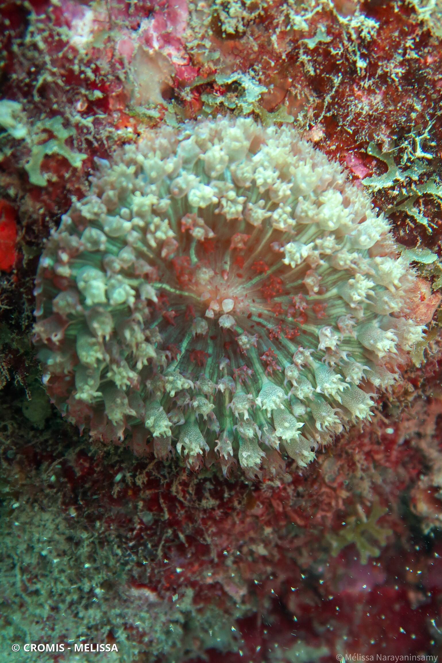 Corallimorphaire verruqueux