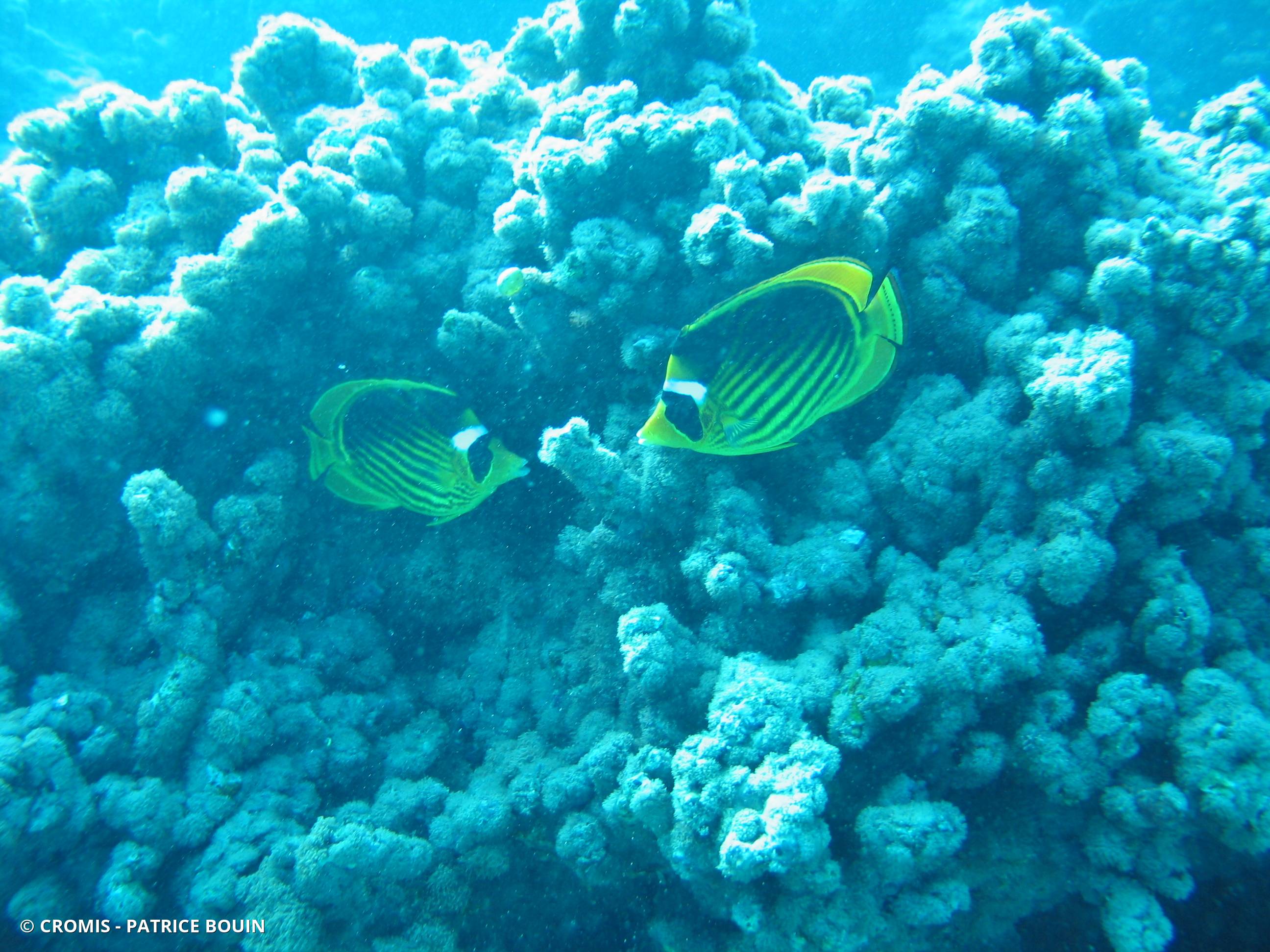 Poisson-papillon raton laveur de Mer Rouge