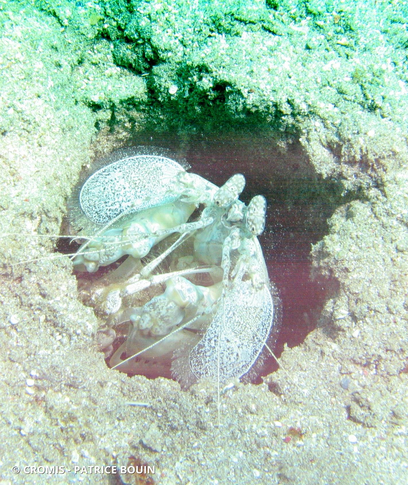 Squille rainurée