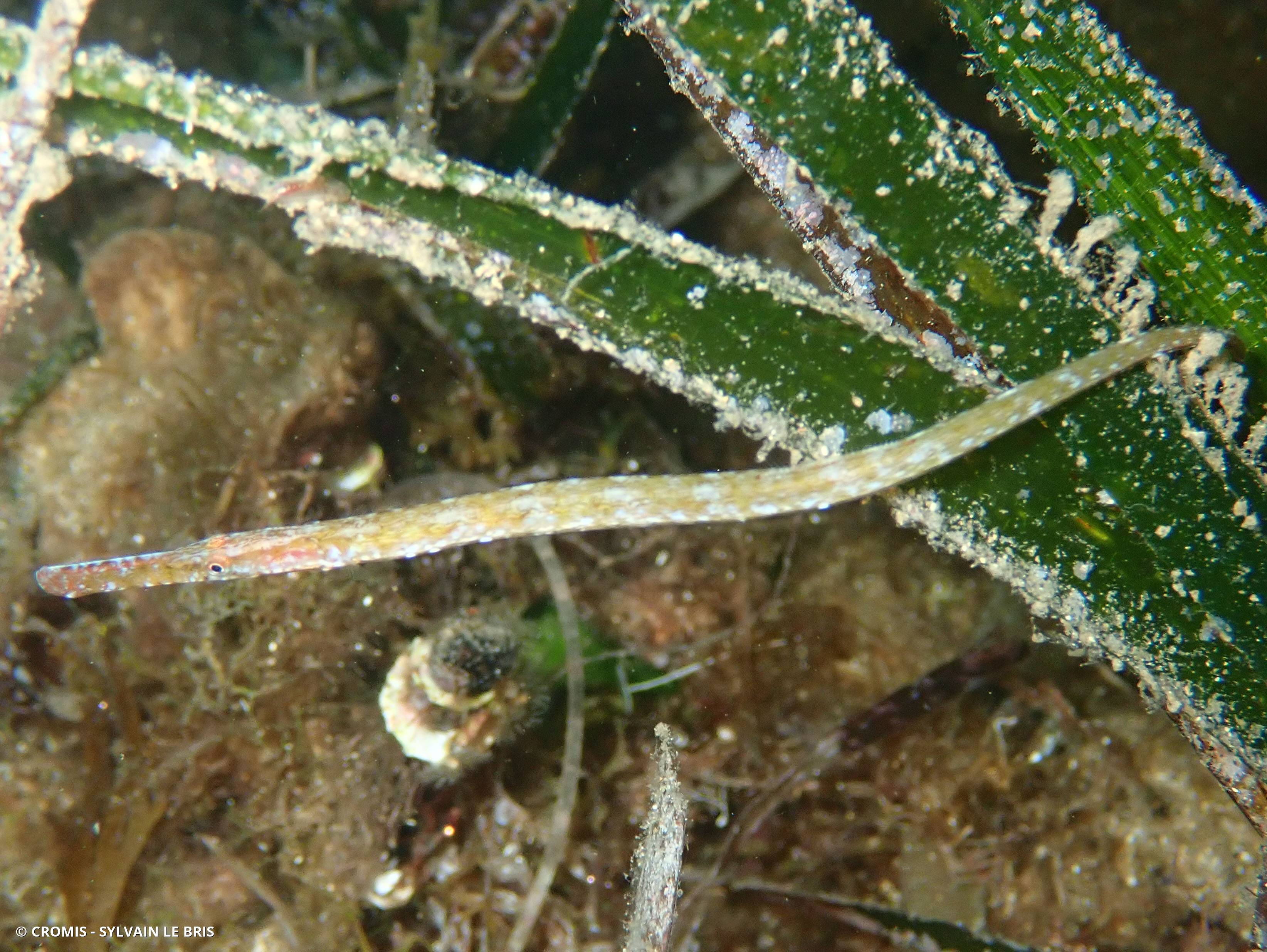 Siphonostome