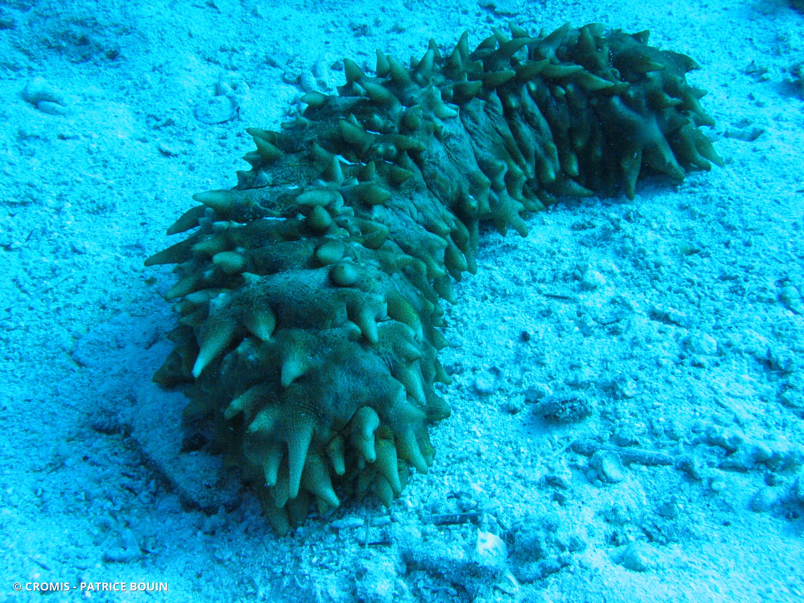Concombre de mer épineux