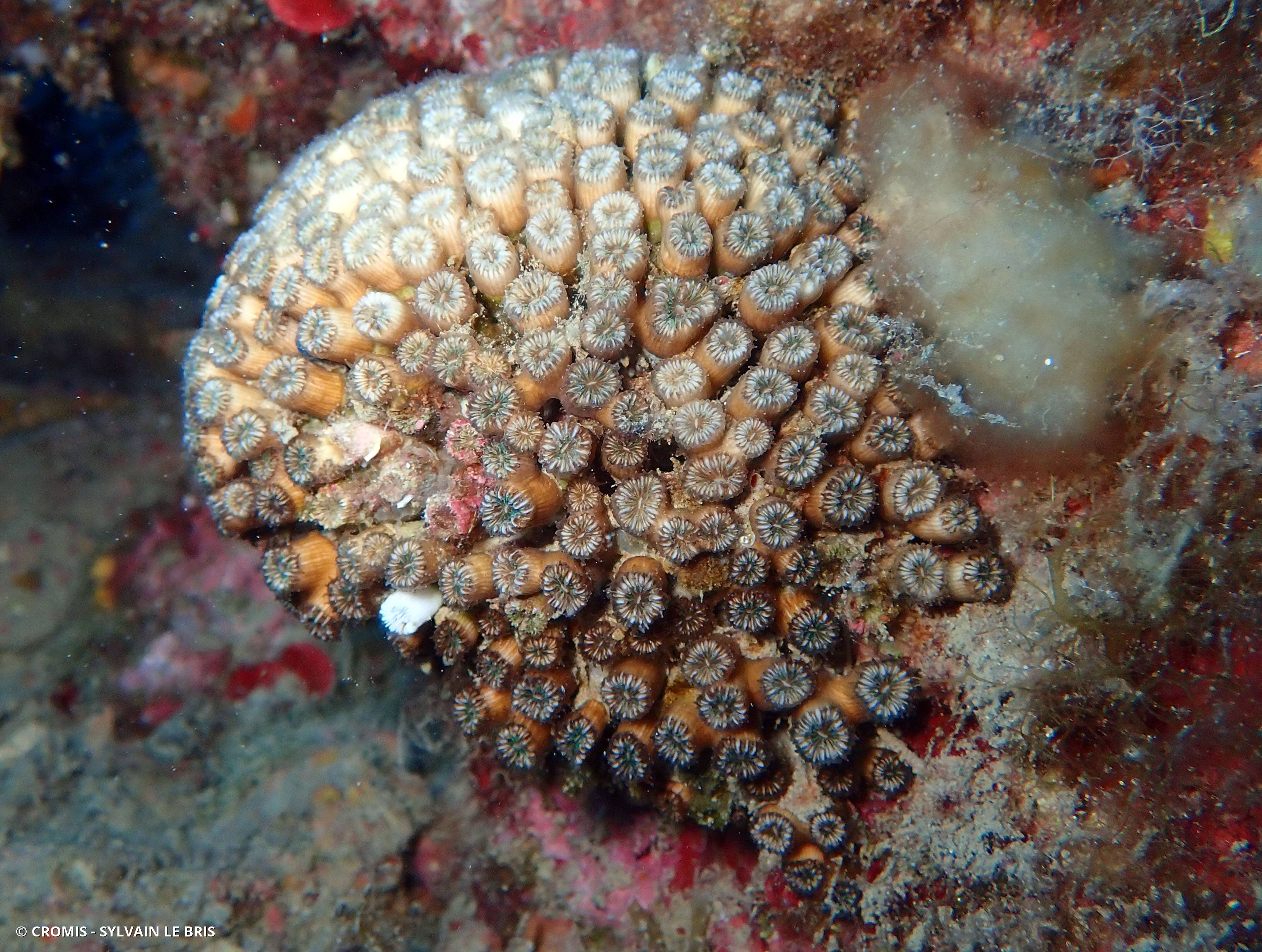 Cladocore en touffe