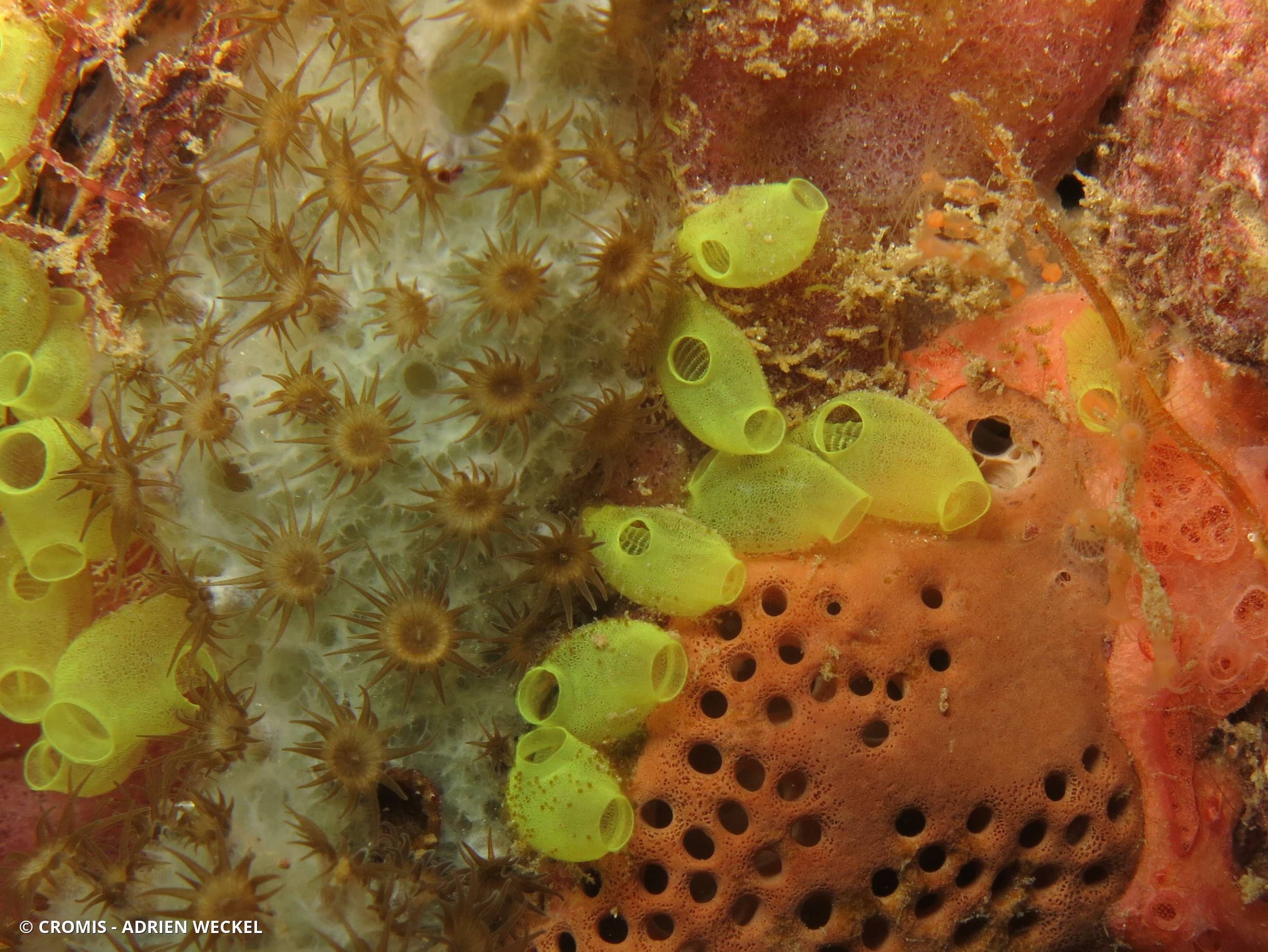 Ecteinascidia minuscule
