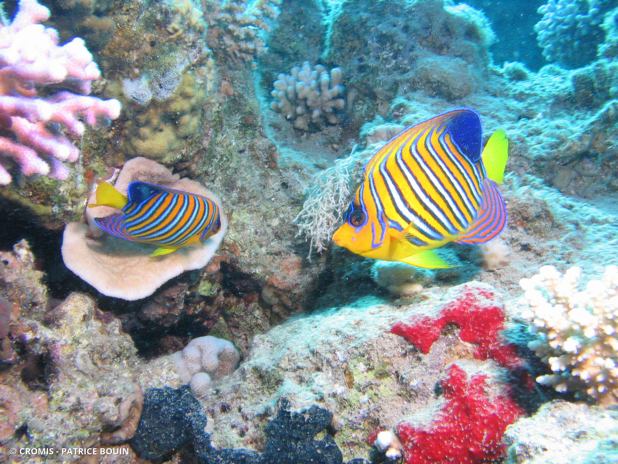 Poisson-ange duc