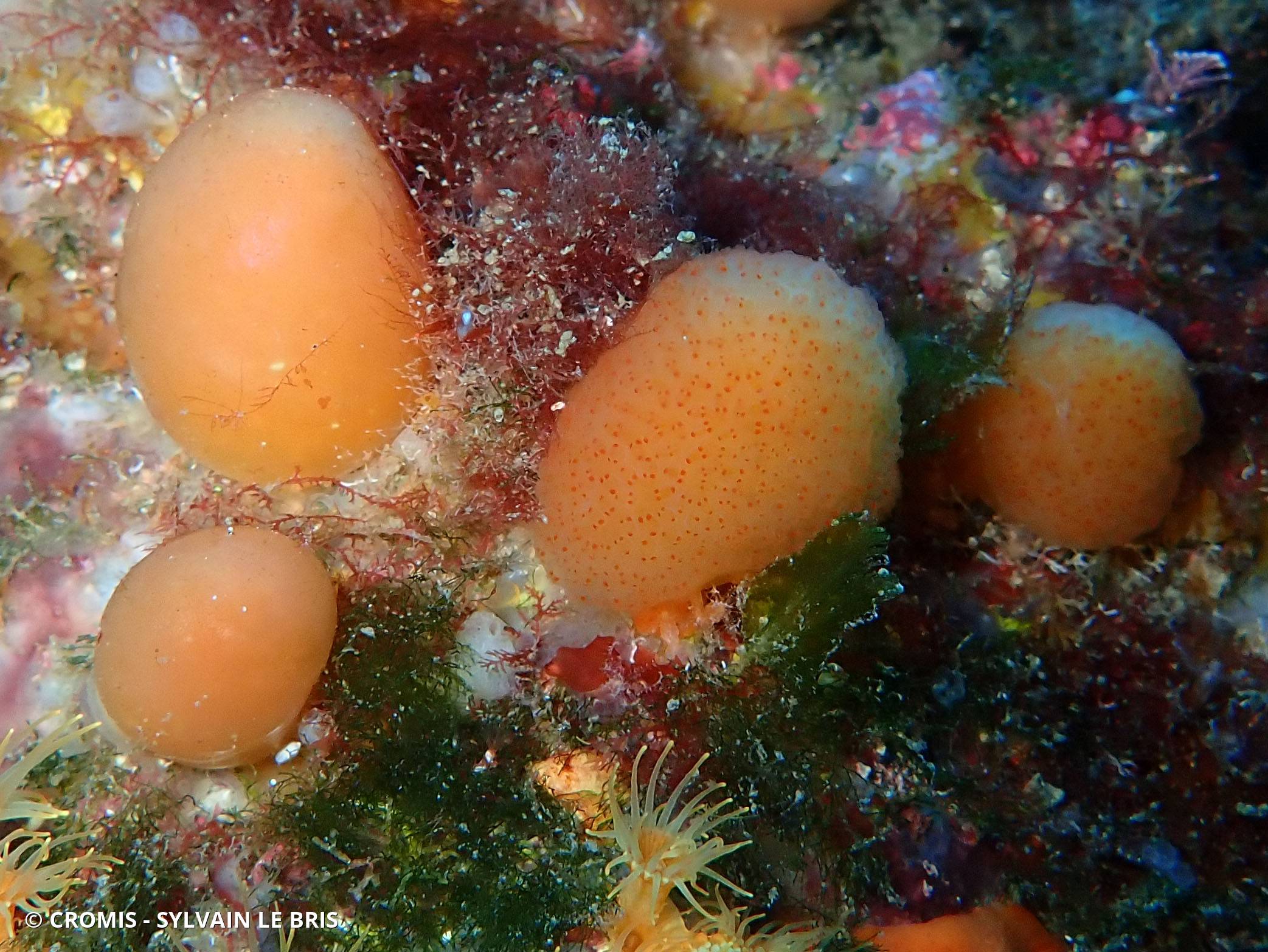 Pseudodistoma corse