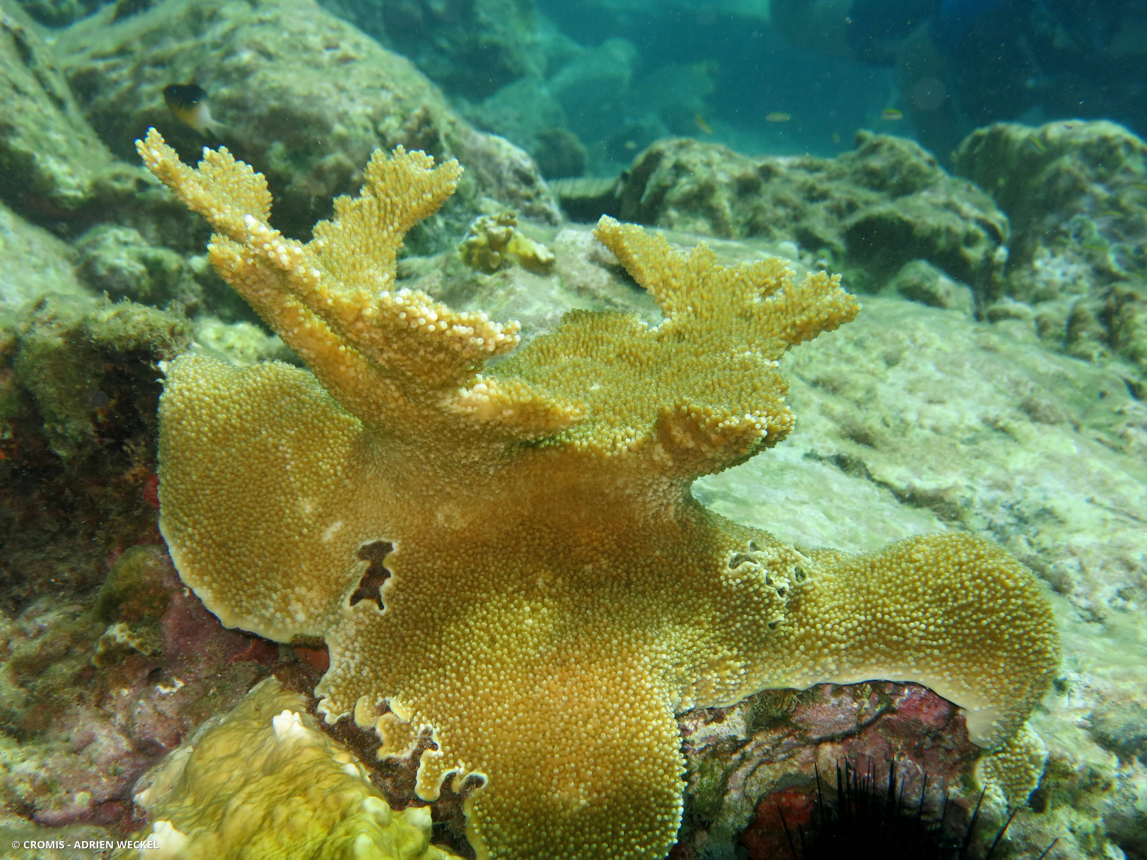 Corail corne d'élan