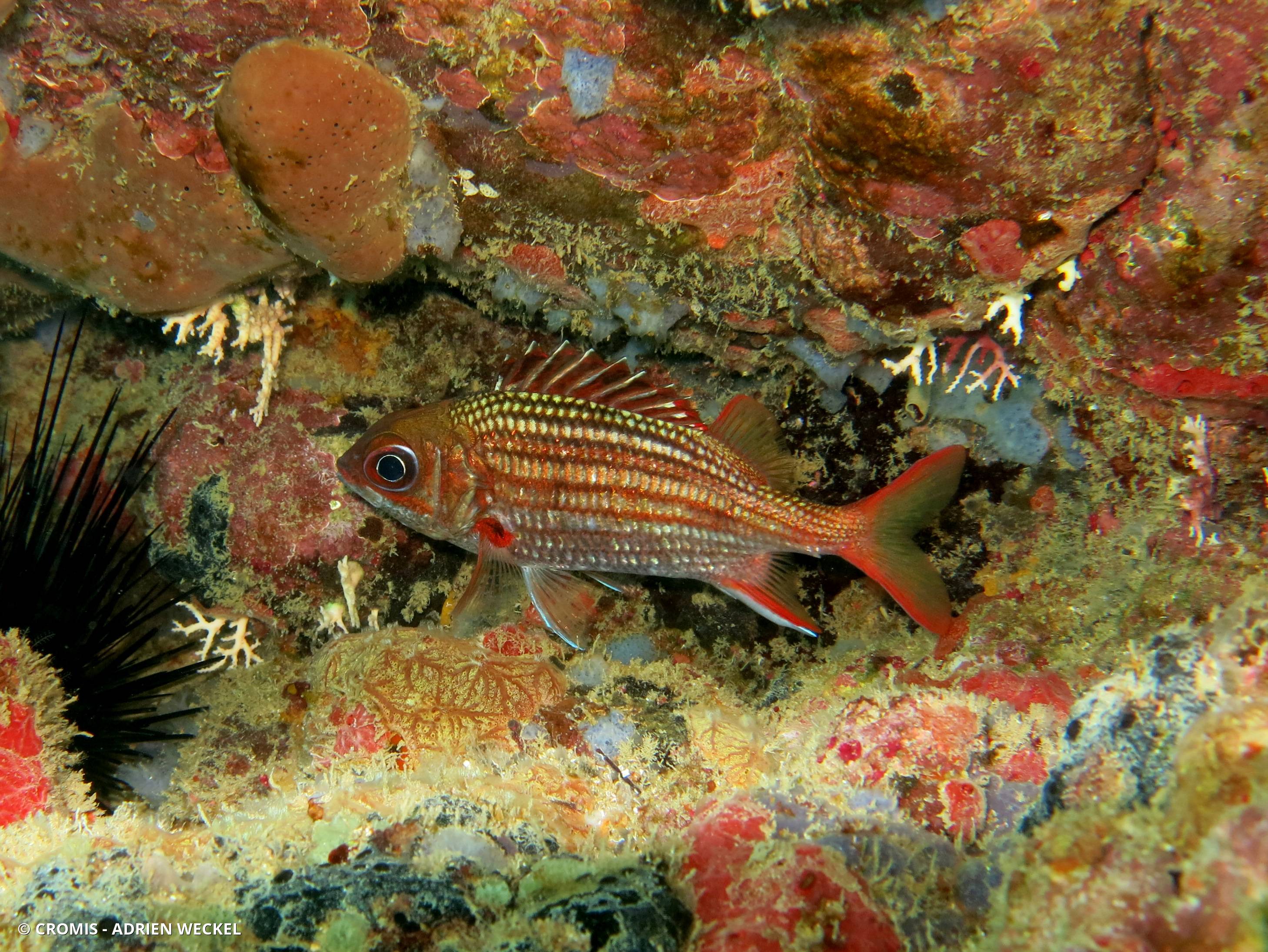 Poisson-écureuil sombre