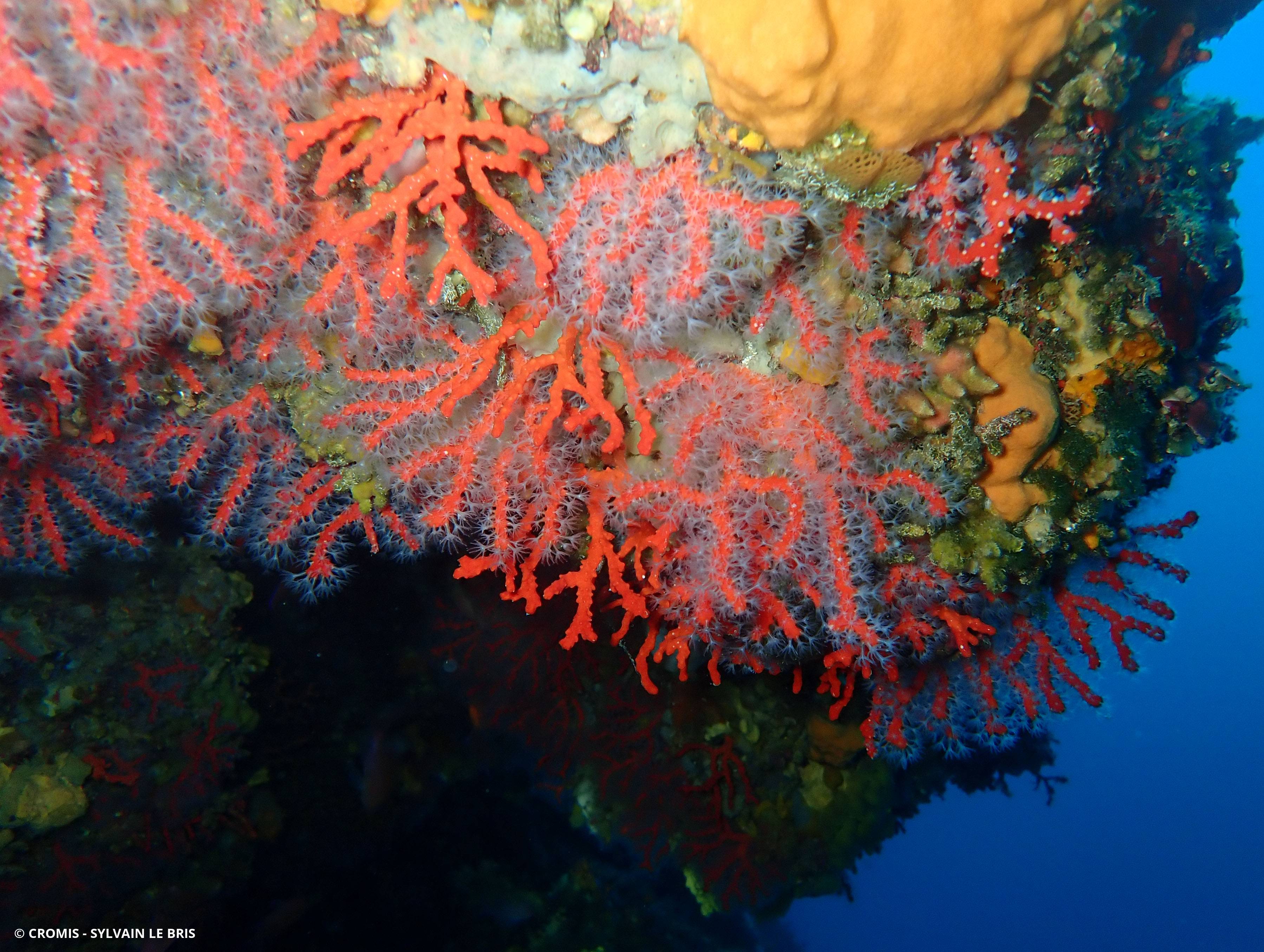 Corail rouge de Méditerranée