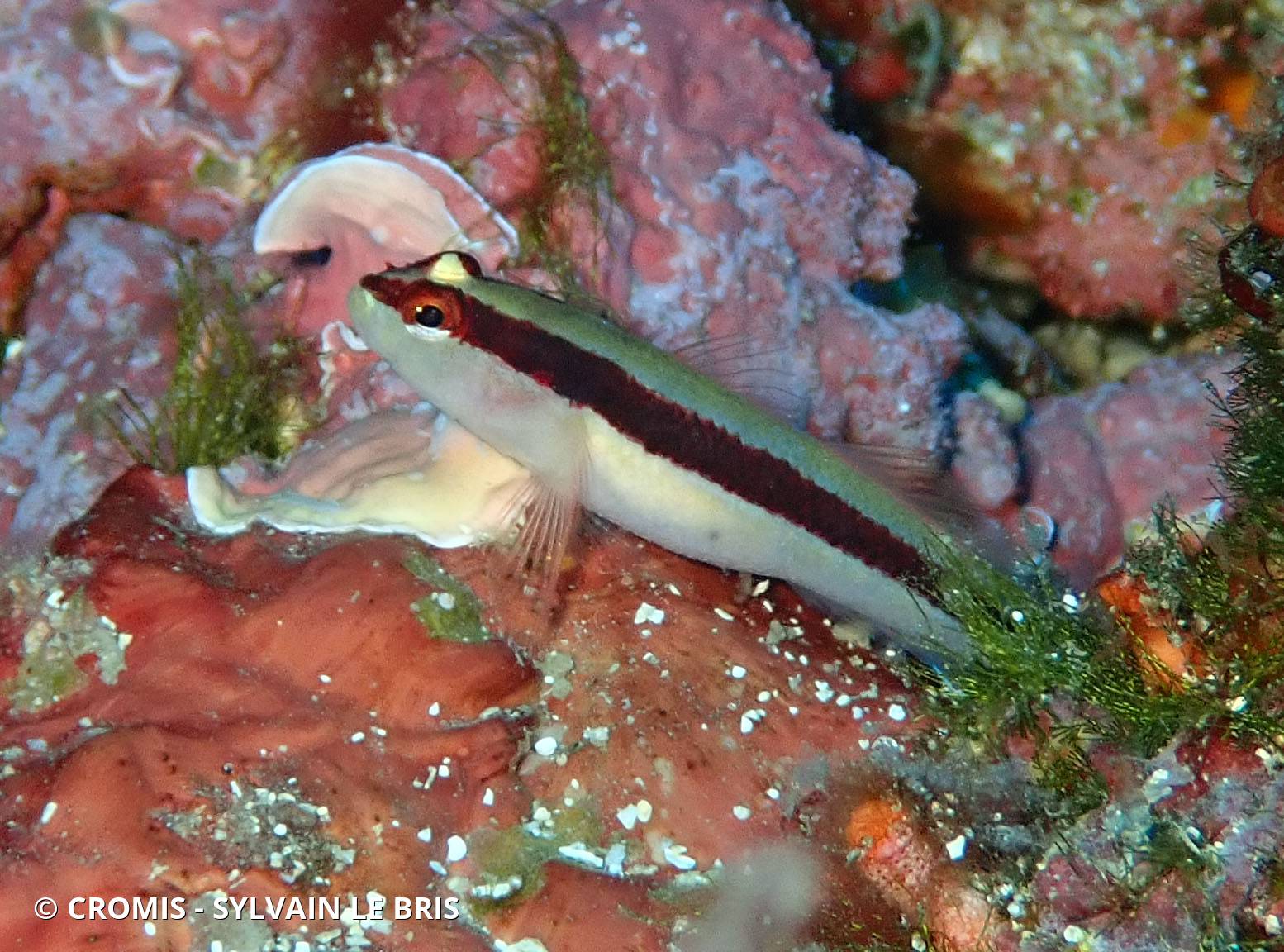 Gobie rayé