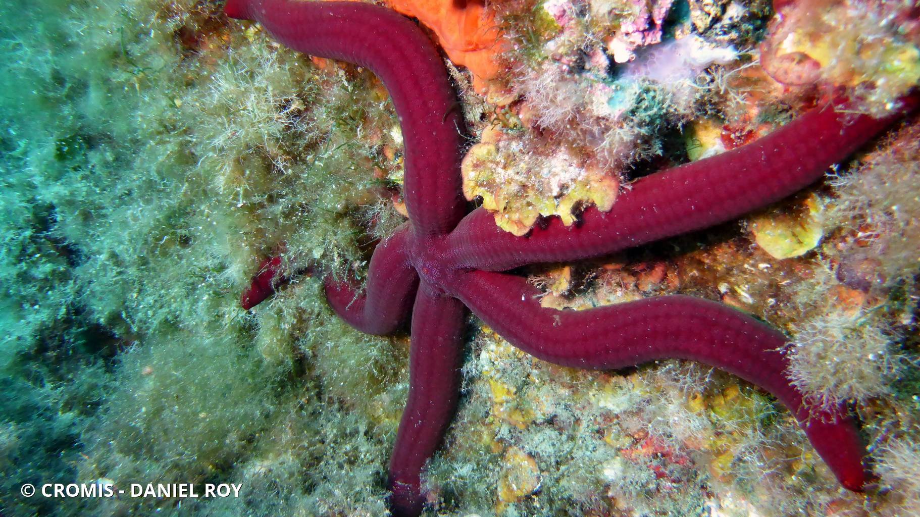 Etoile de mer violette