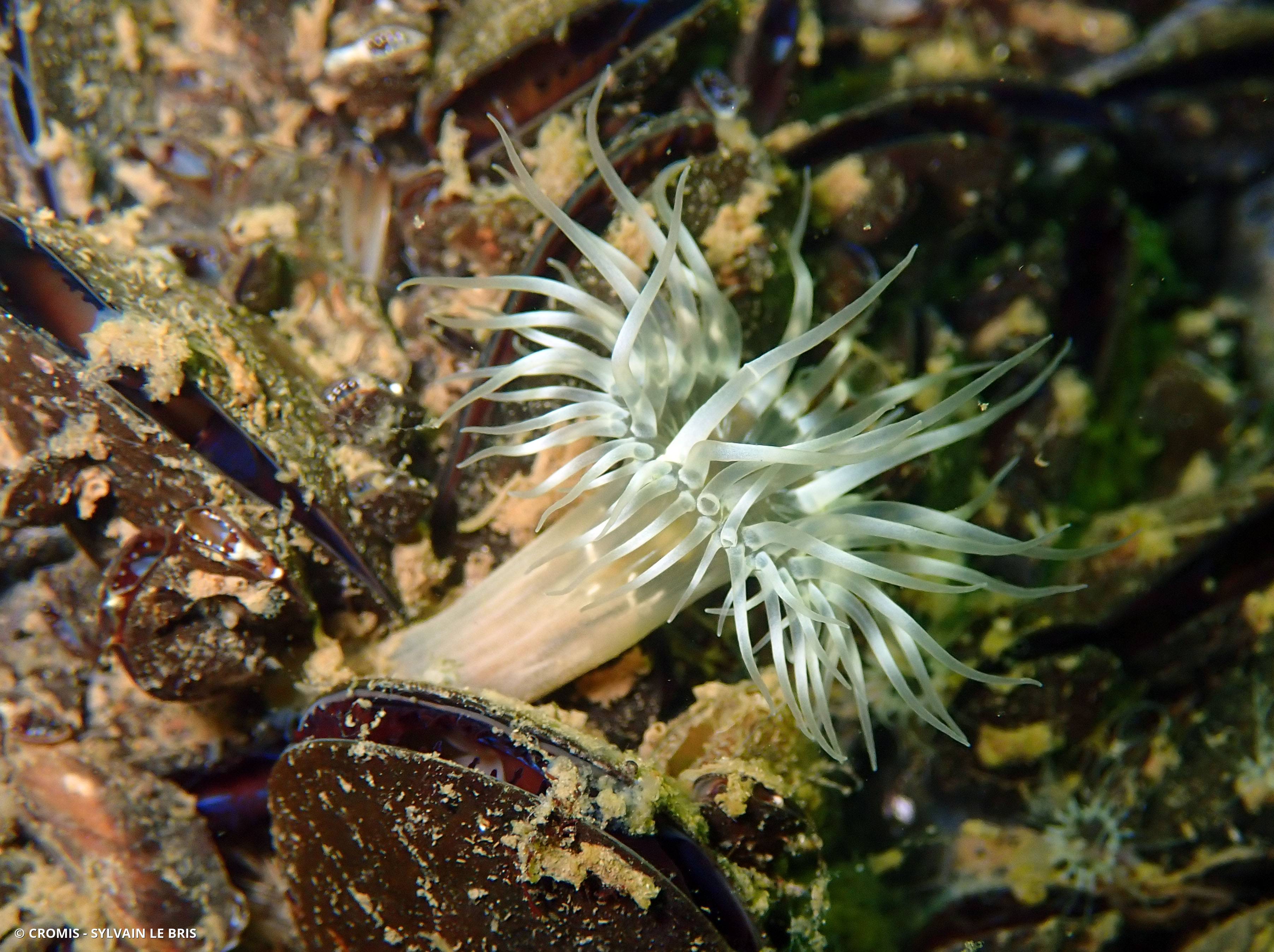Anémone des moules