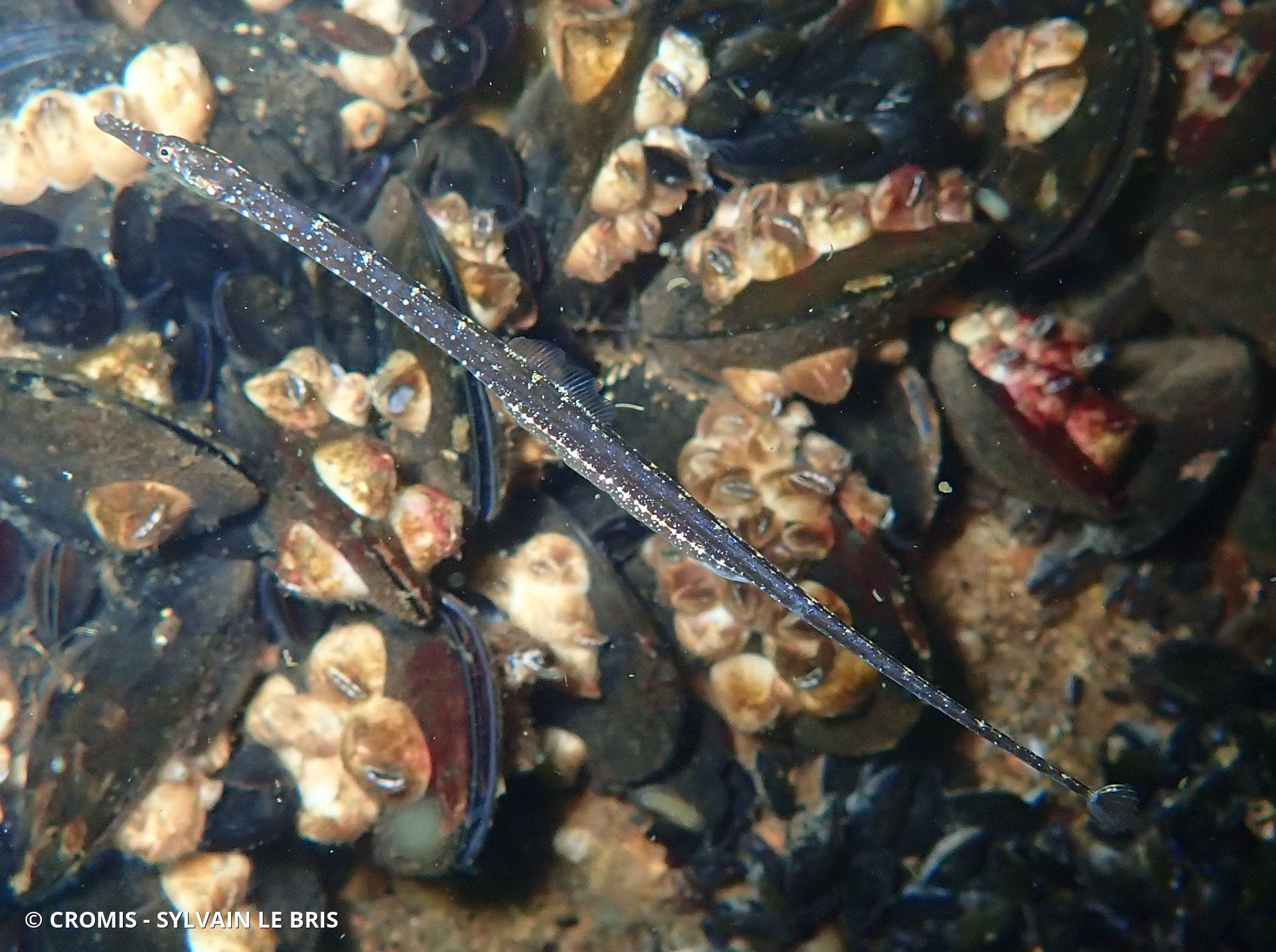 Syngnathe de lagune