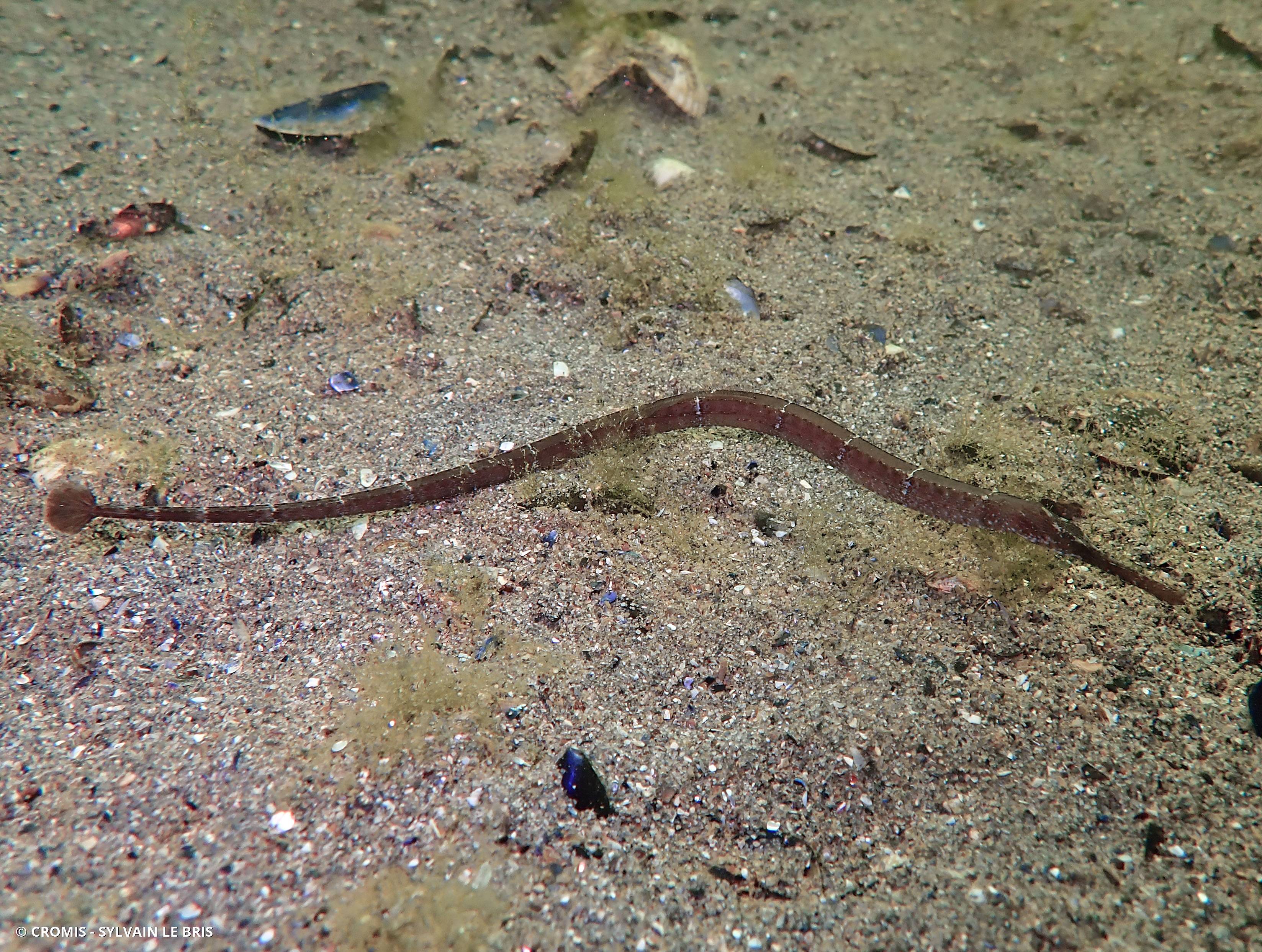 Syngnathe à museau long de Méditerranée occidentale