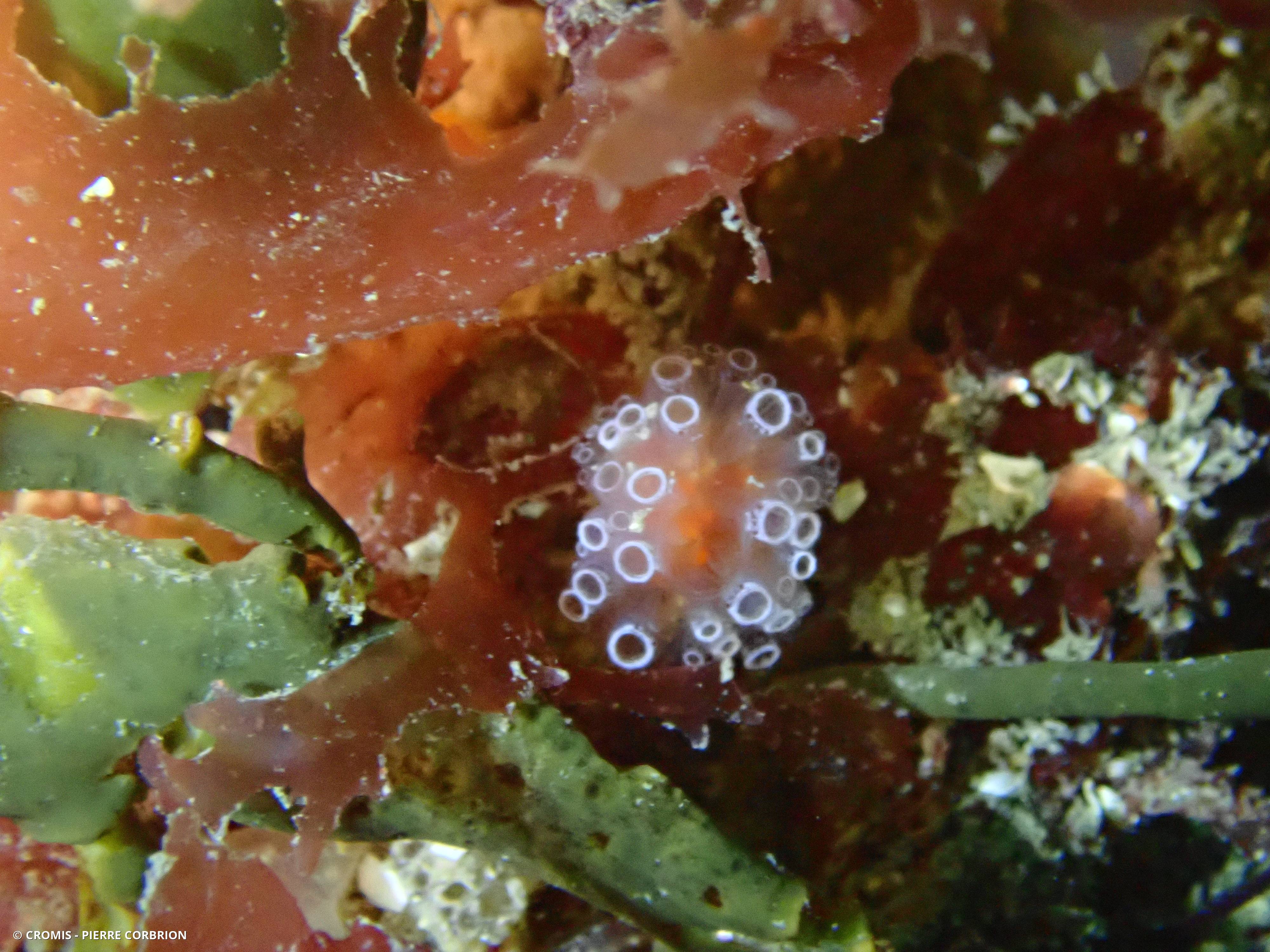Aplidium ocellé