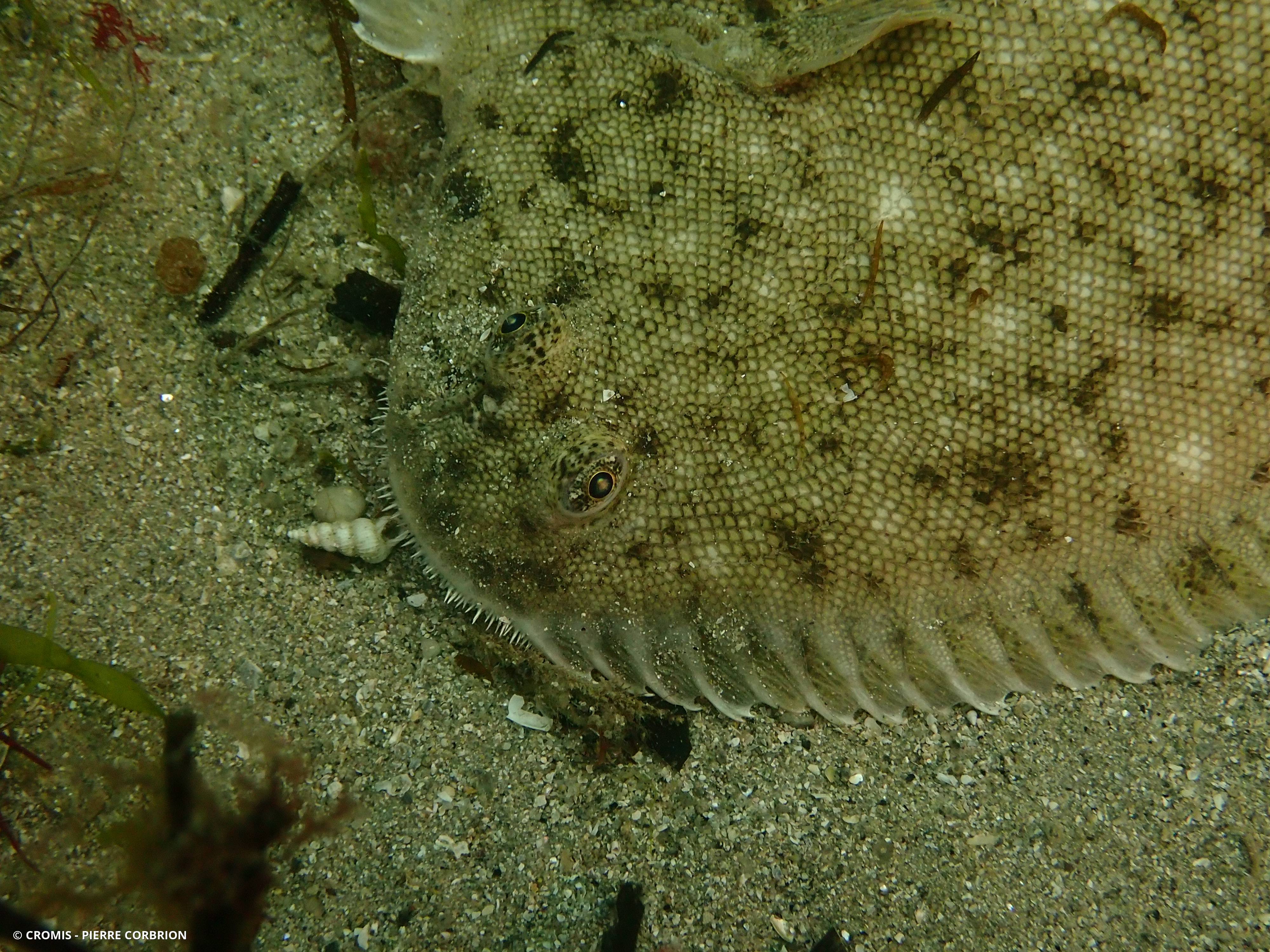 Sole