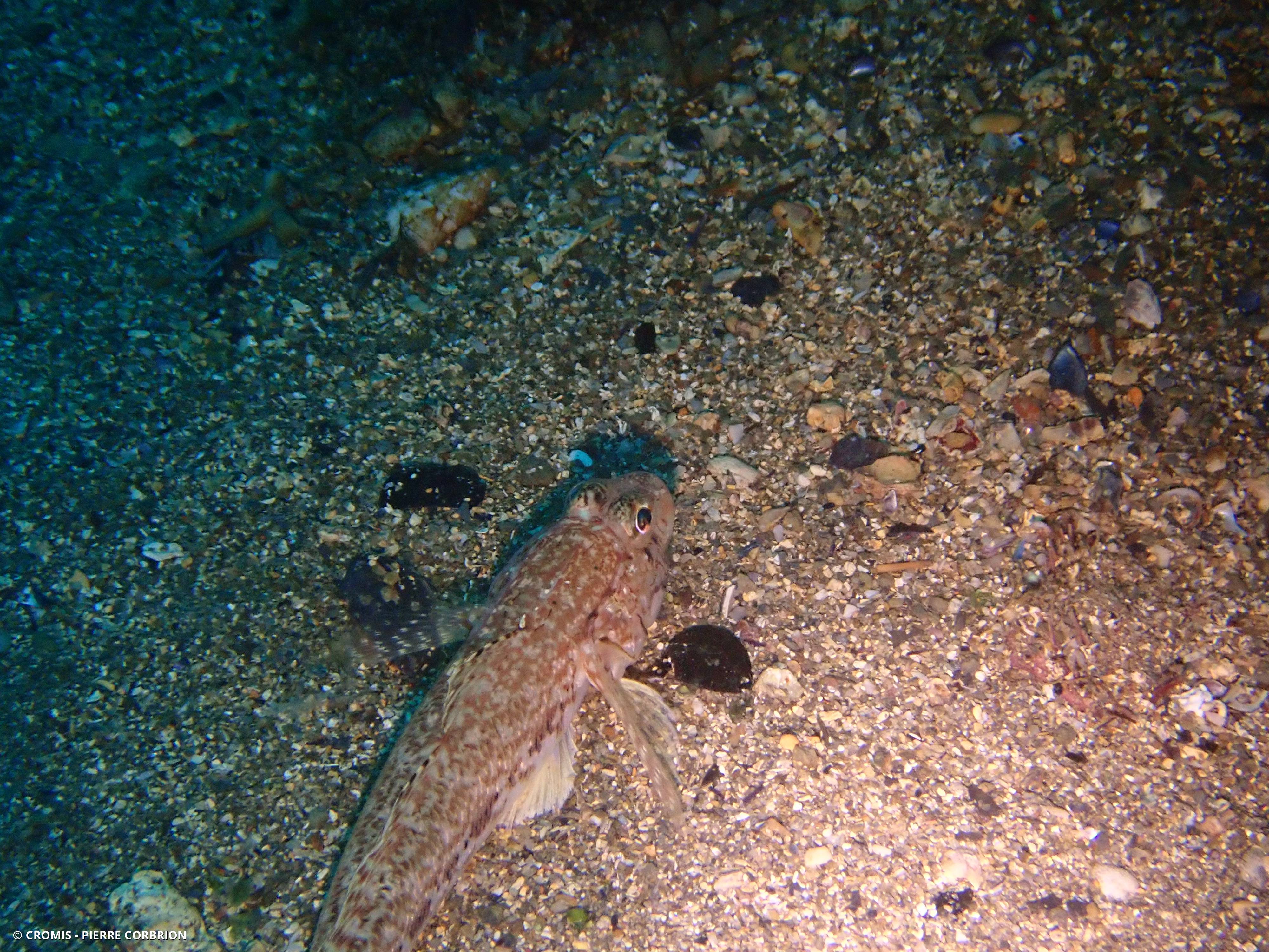 Gobie à joues poreuses