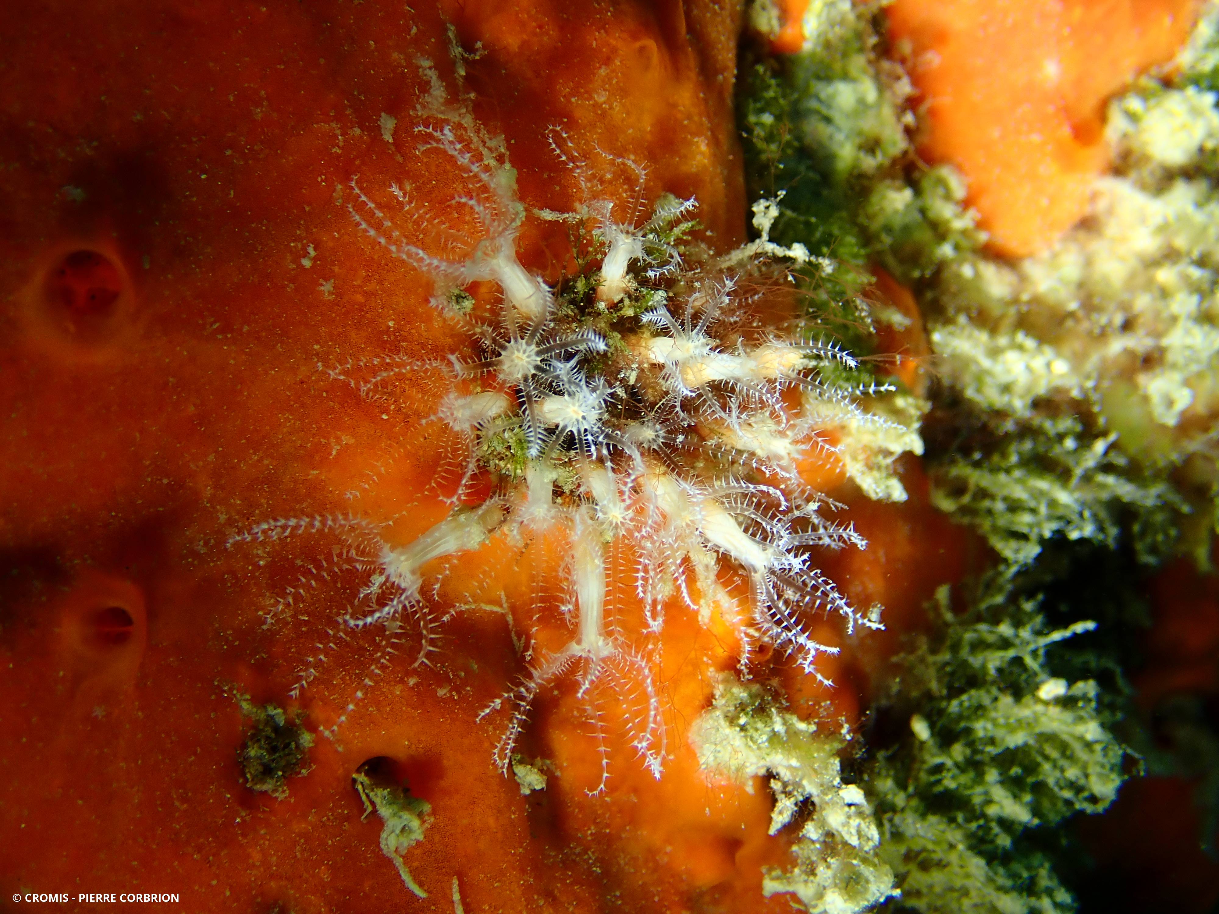 Clavulaire commune