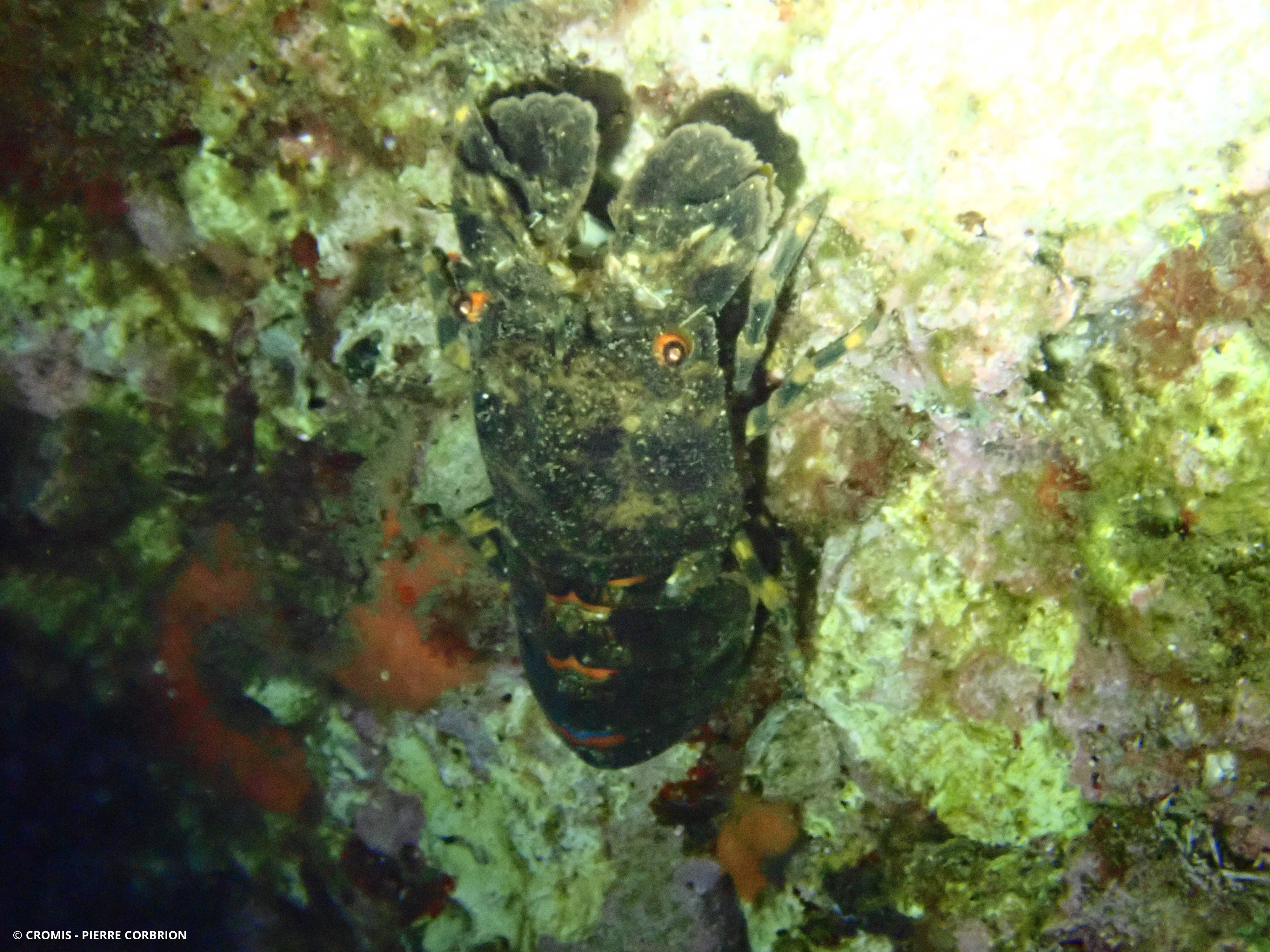 Petite cigale de mer