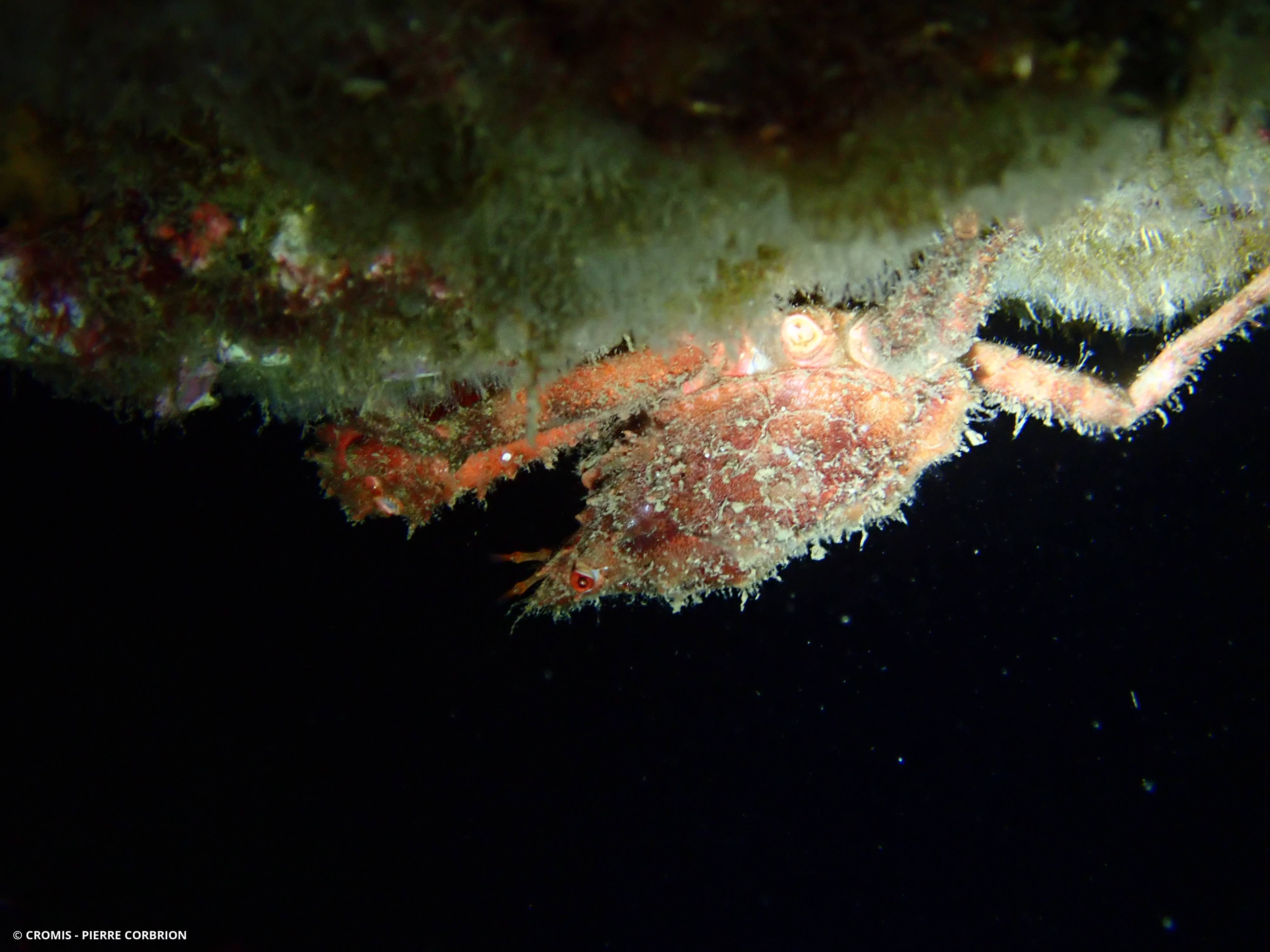 Araignée de mer ridée